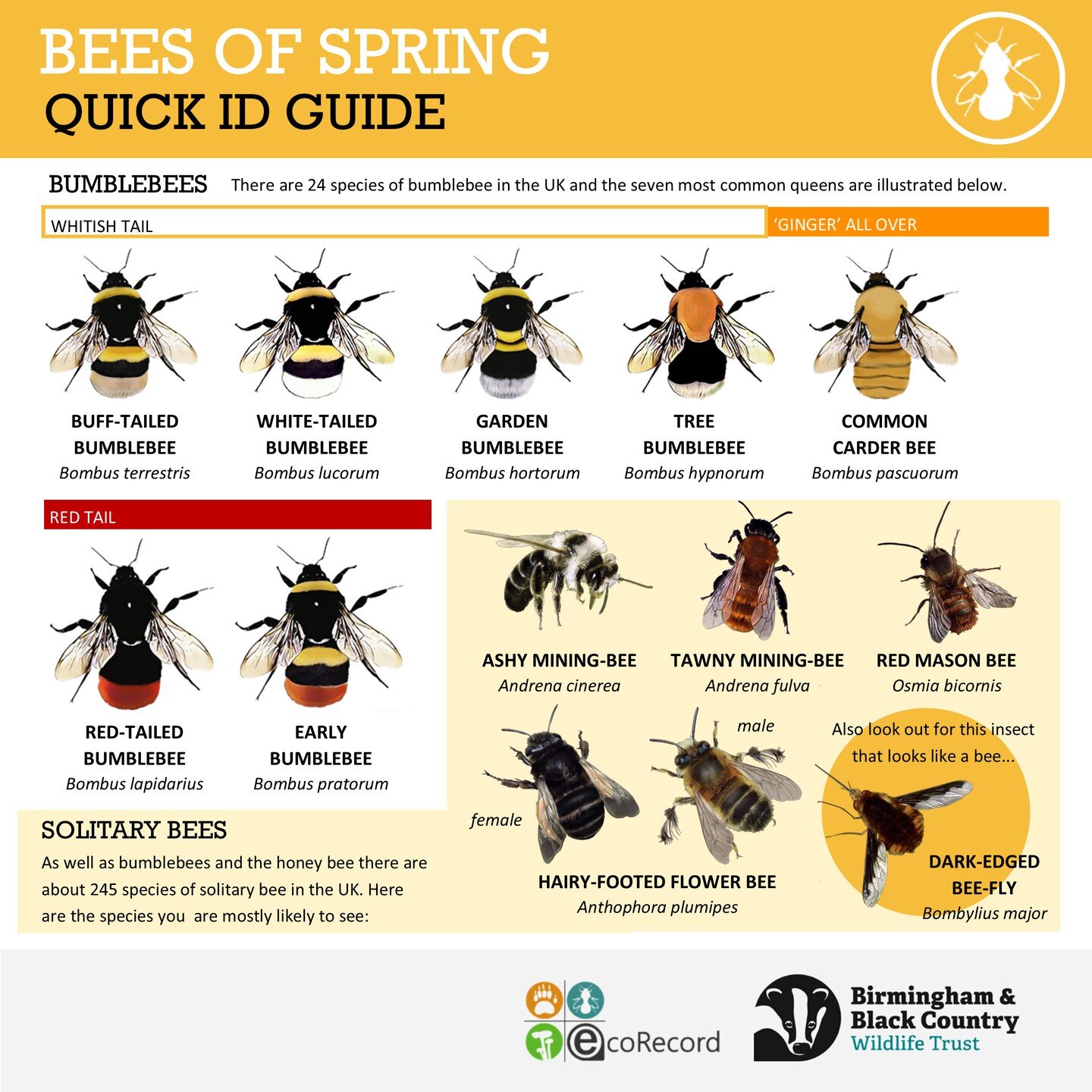 Spring is officially here and we are eagerly awaiting bee sightings! If you have seen any bees around please let us know! You can submit your sightings to us via iNaturalist, or iRecord, via the EcoRecord website at ecorecord.org.uk or by emailing us