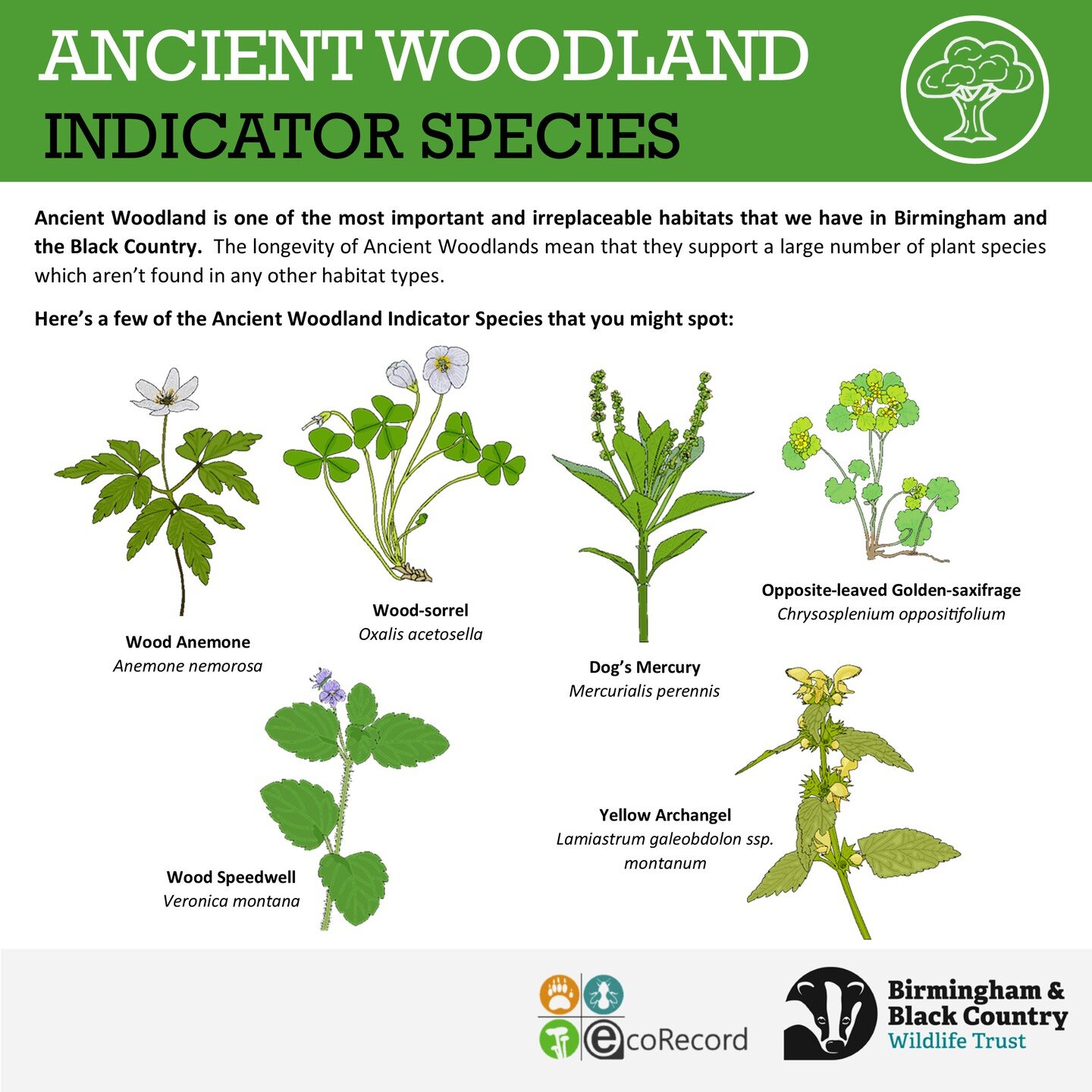 Have you been exploring any woodlands lately? Ancient woodlands are irreplaceable habitats which are defined as existing before the 1600s. These are some plant species which may indicate ancient woodlands, and now is the time of year where many of th