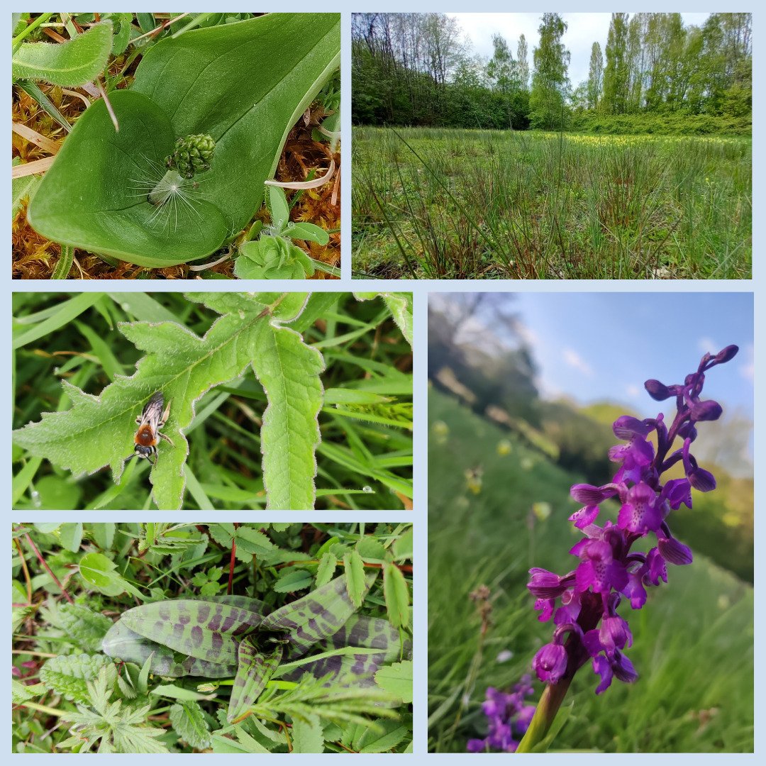 Yesterday, we had a very enjoyable field visit with the Birmingham &amp; Black Country Botanical Society to look at two created meadows in Wolverhampton at Kitchen Lane and Ettingshall Park. 

Sign up to hear about other site visits here: https://mai