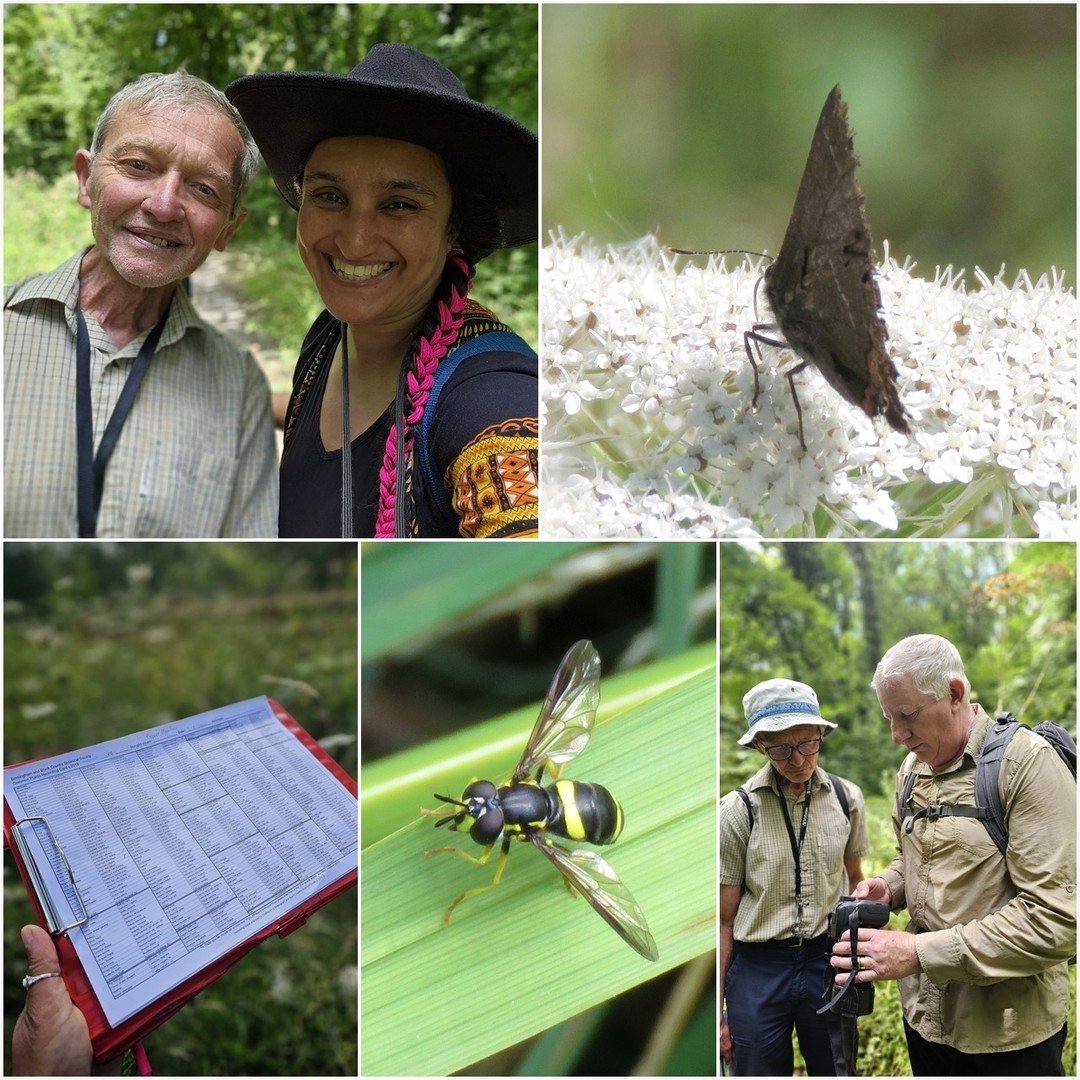 We had a lovely day surveying the plants and invertebrates of the meadows next to Castle Hill in Dudley with the Birmingham and Black Country Invertebrate Group. Highlights included a White-hairstreak Butterfly, as well as tonnes of hoverflies! Thank