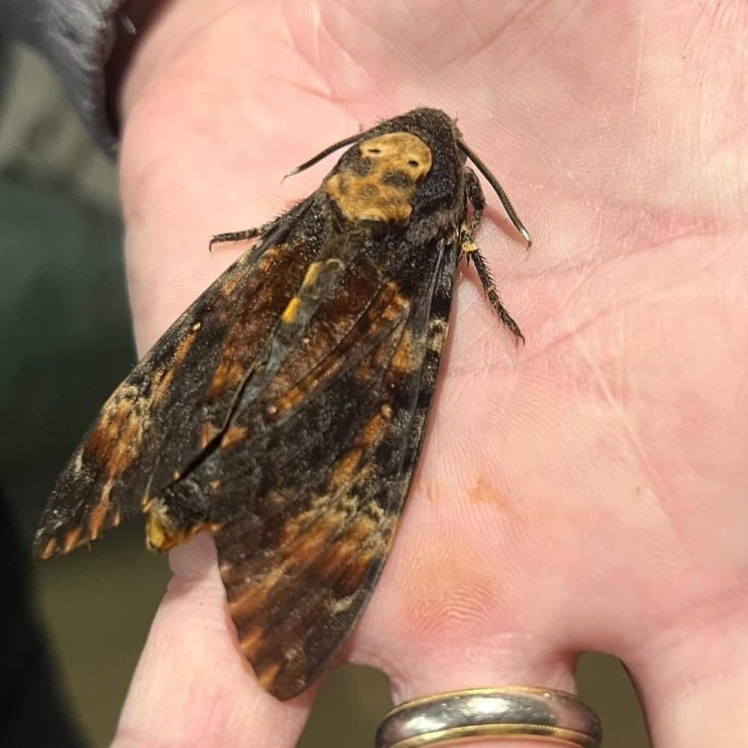*Appropriately-spooky Record Of The Week* 

This Death's-head Hawk-moth (Acherontia atropos) was spotted today in Alexander Road Bearwood by Charlotte Smith. This moth, which is the largest to occur in the UK, is a rare migrant whose larval food plan