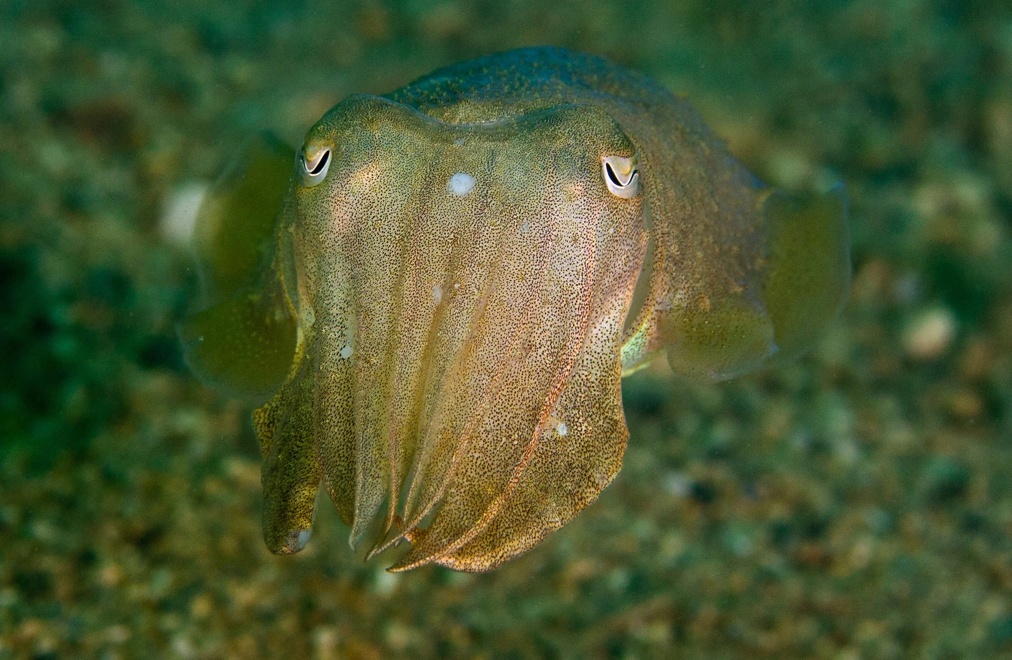 Cuttle face.jpg
