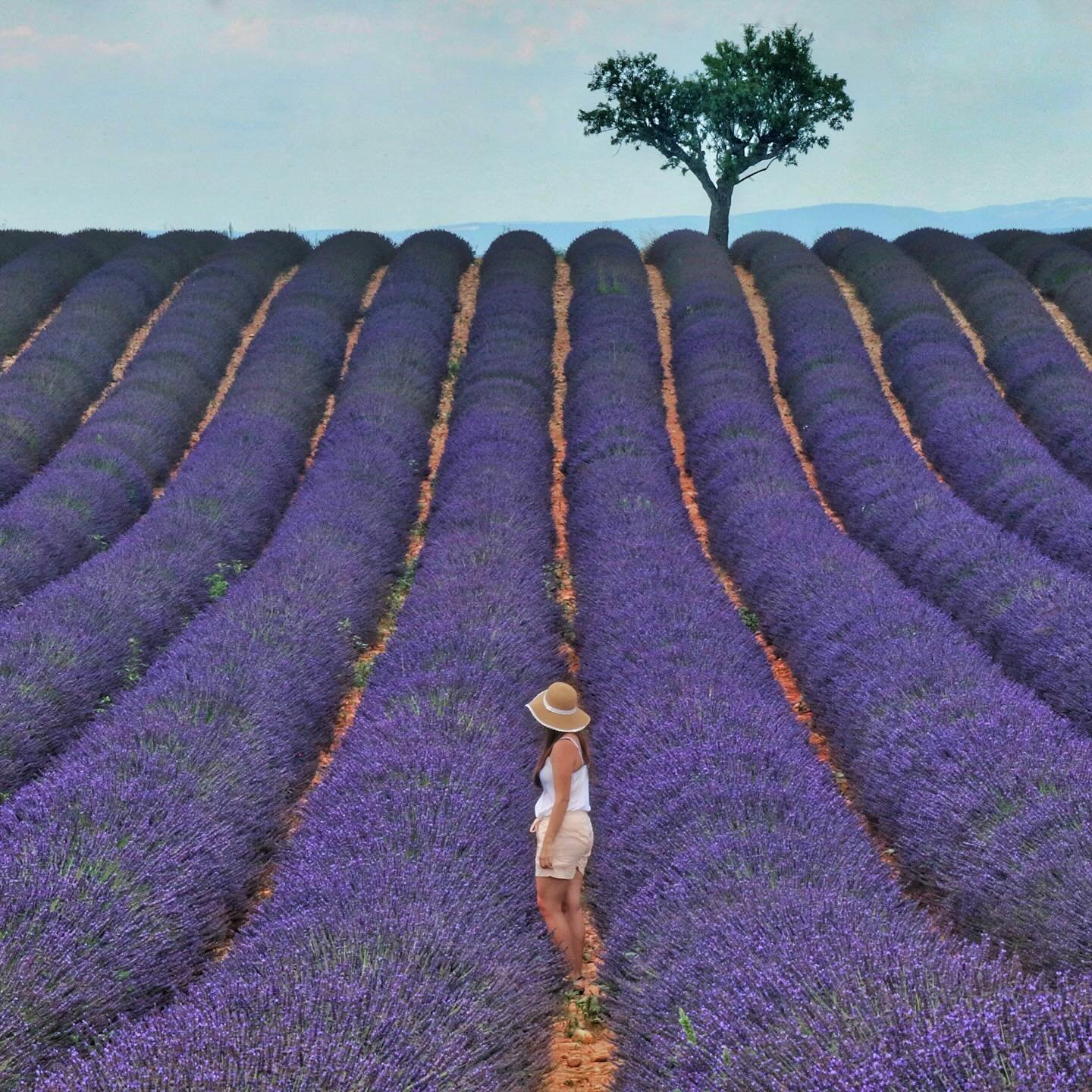 Lavender is synonymous with Provence, an aromatic purple haze made even more irresistible when Jacquemus paraded models down the purple fields a few years ago. Through the months of June and July the region is carpeted in this aromatic flower. A road