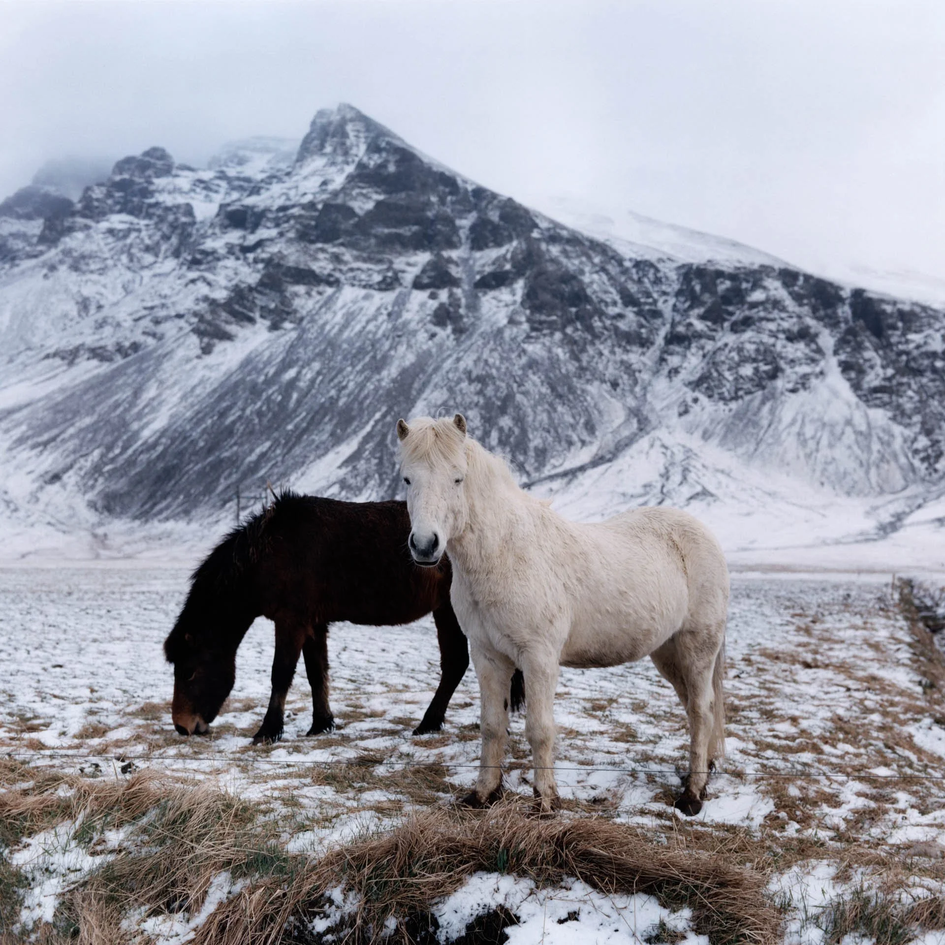 Carlotta_iceland_003.jpg