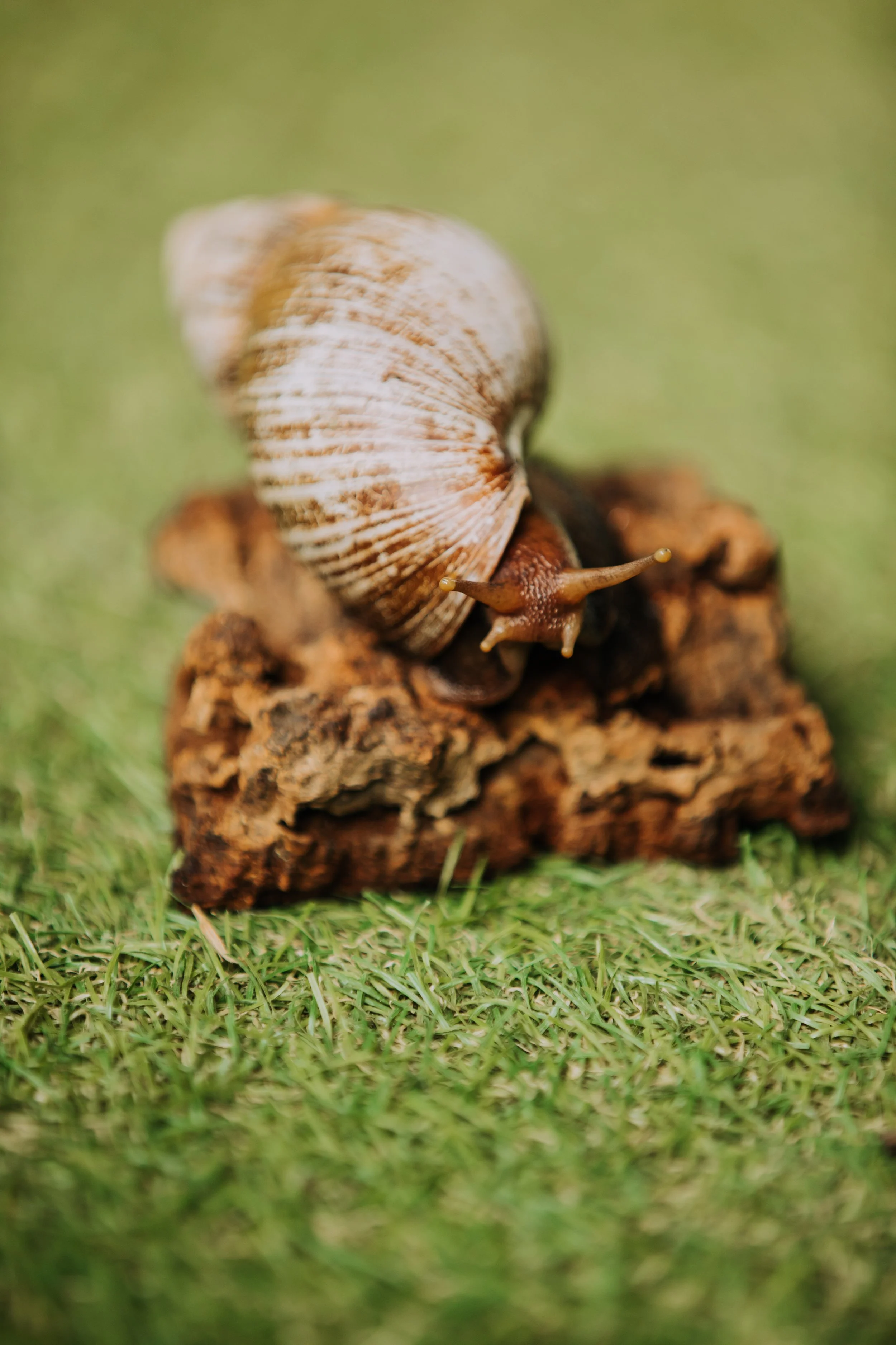 Creative reptile photography by We Are Photo member during hands-on zoo workshop experience