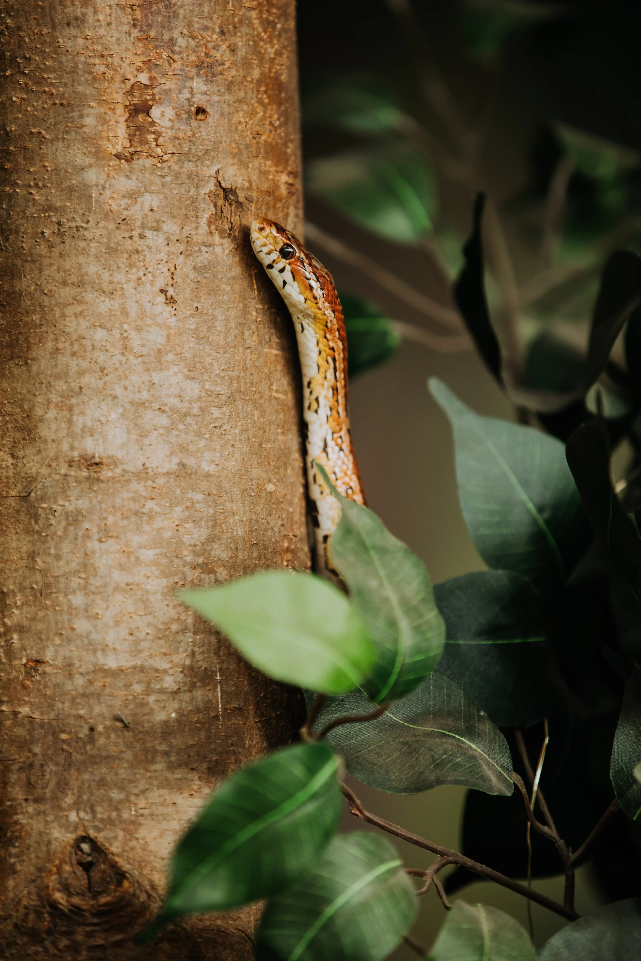 Creative reptile photography by We Are Photo member during hands-on zoo workshop experience