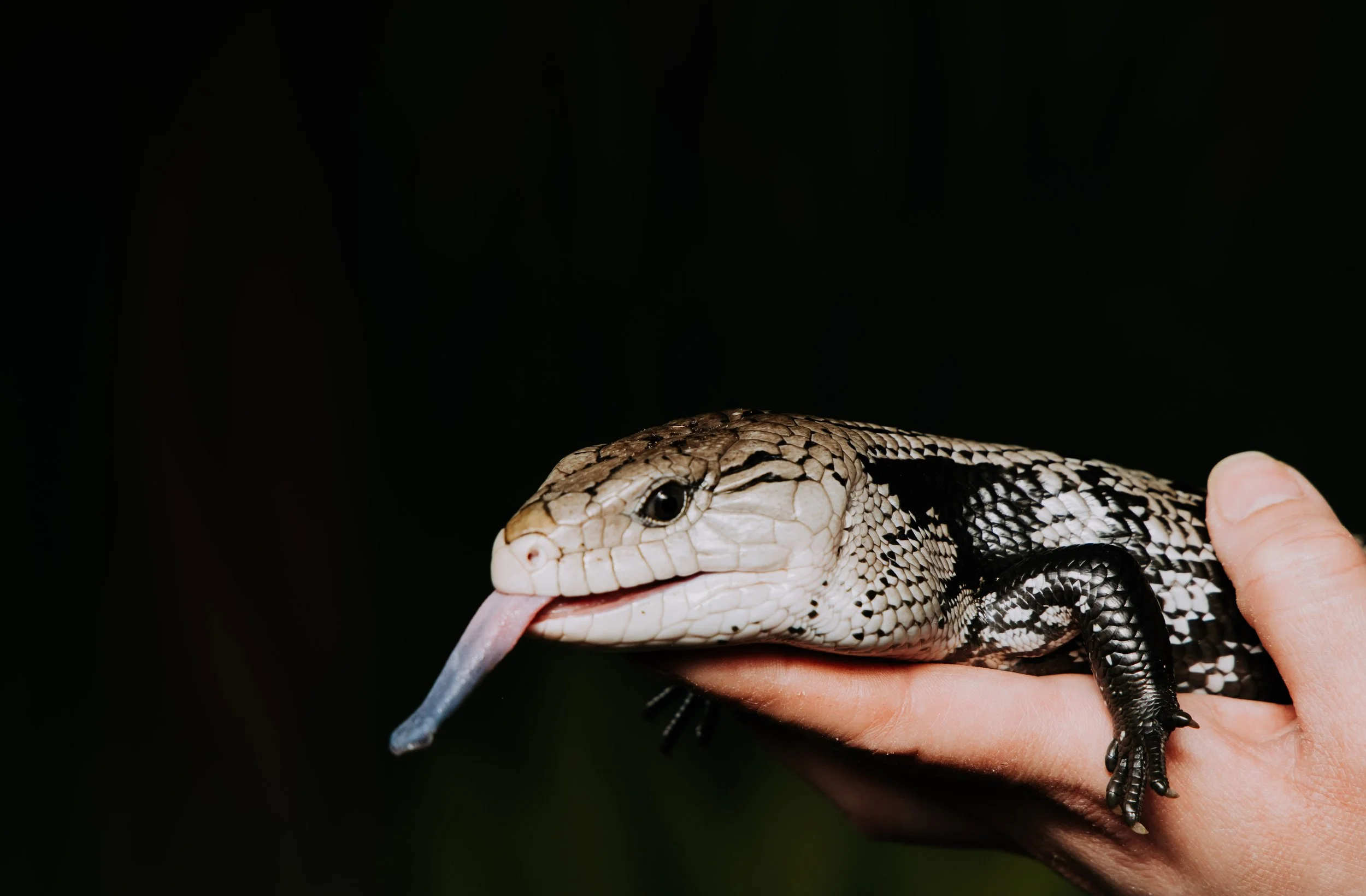 Creative reptile photography by We Are Photo member during hands-on zoo workshop experience