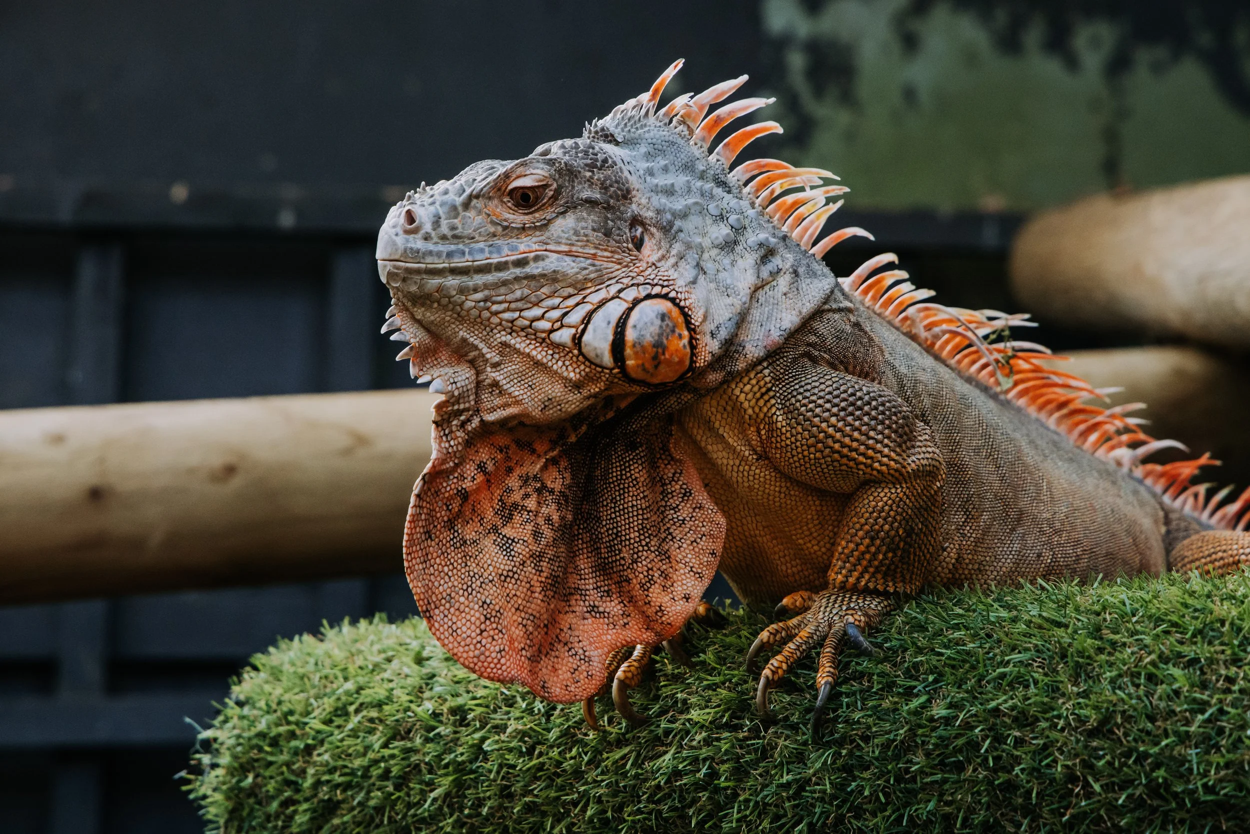 Creative reptile photography by We Are Photo member during hands-on zoo workshop experience