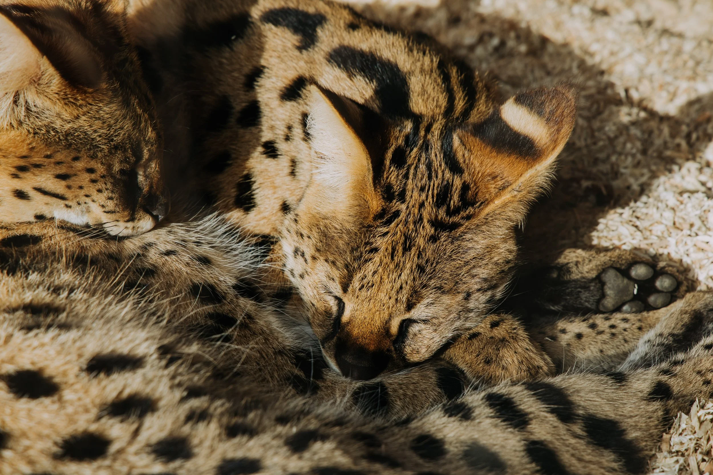 Creative reptile photography by We Are Photo member during hands-on zoo workshop experience