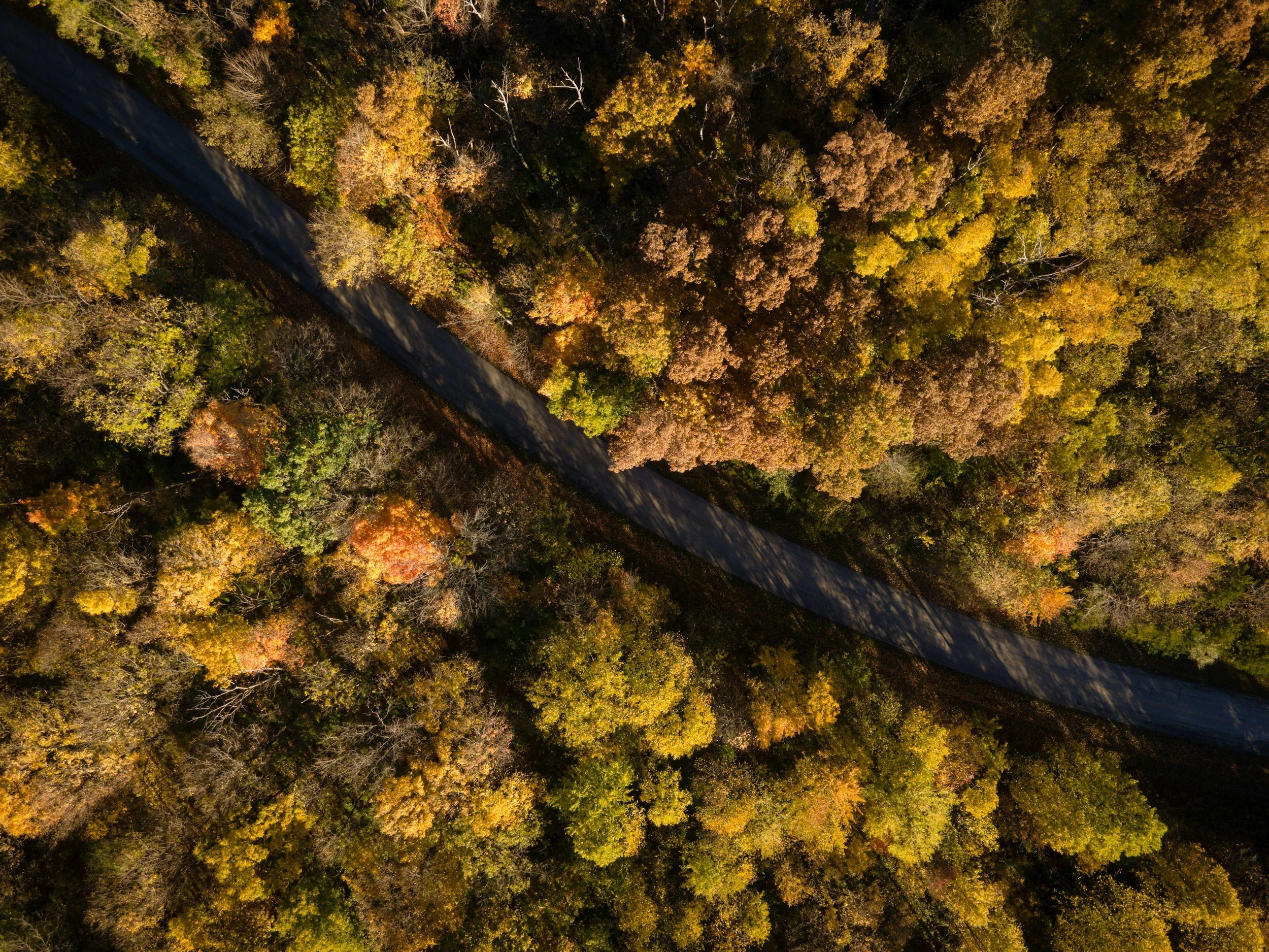 A road cutting through trees in a wooded area of Ohio.