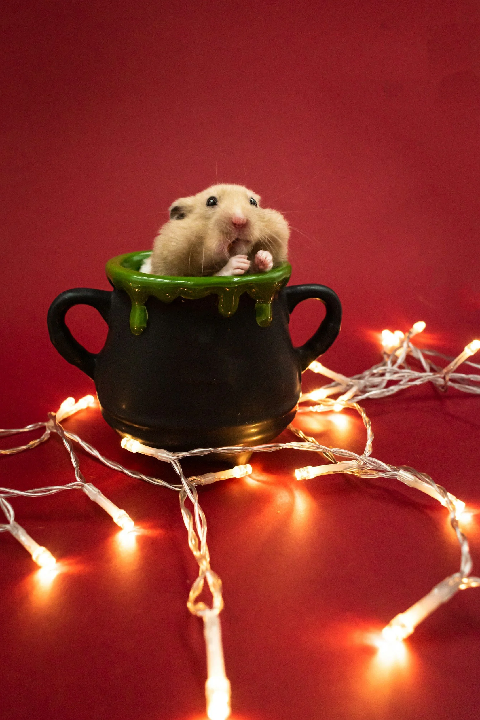 Of Mice and The Season