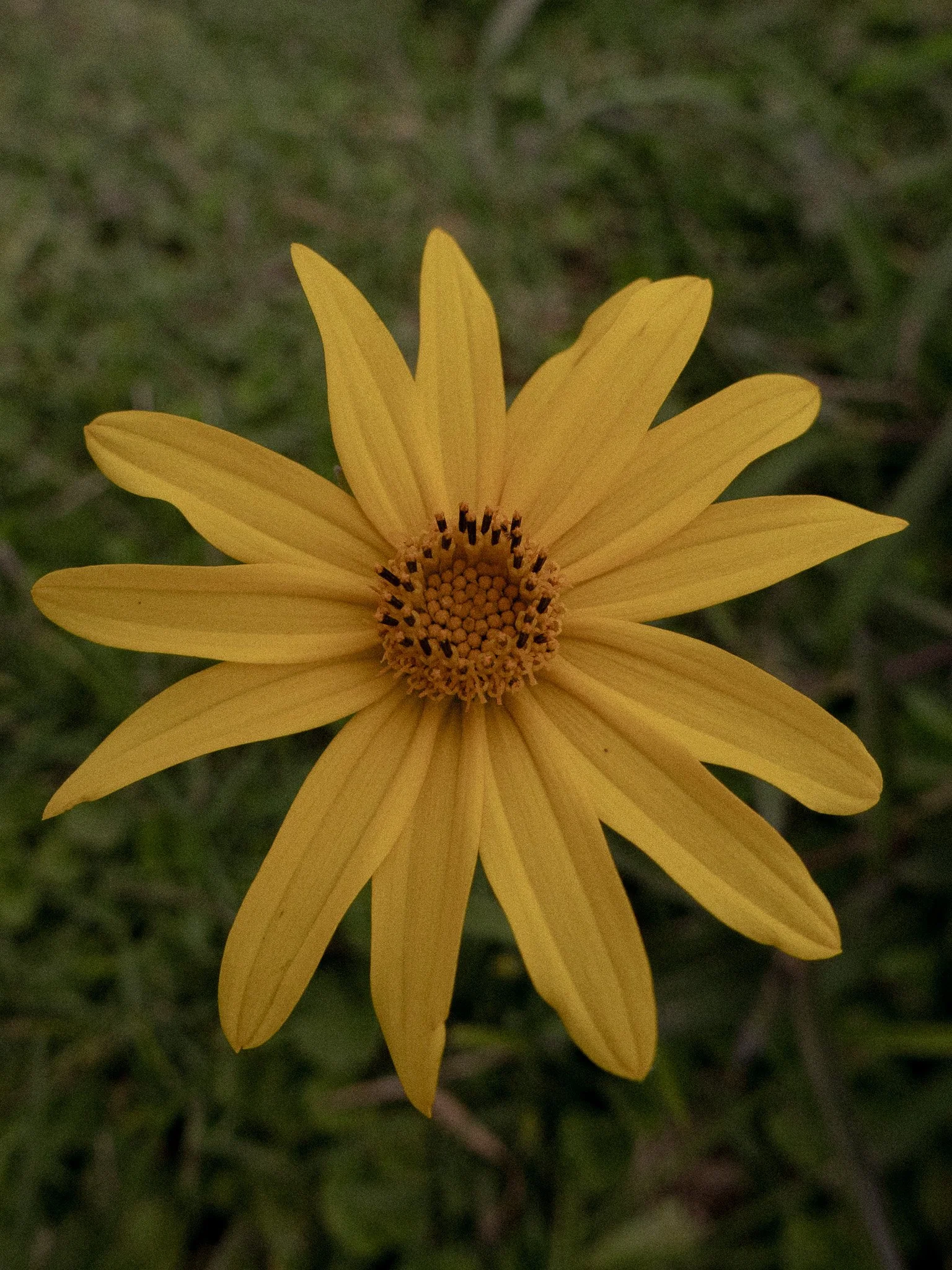 The flower