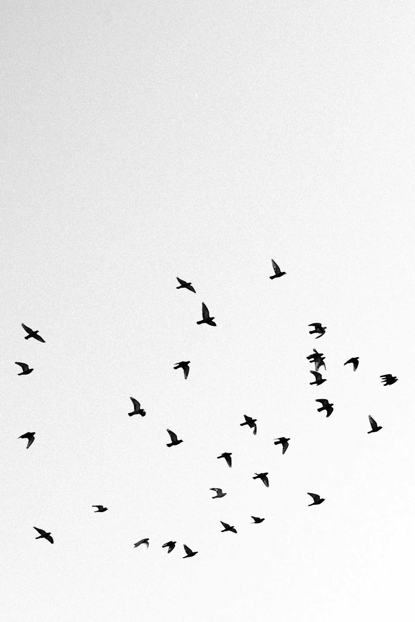 The Flight of Freedom