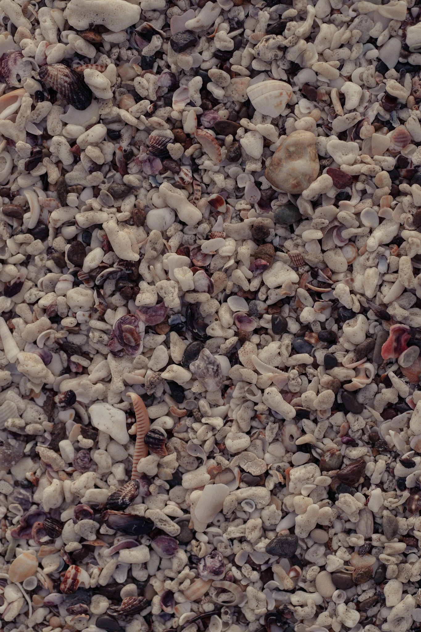 Remnants of the Ocean