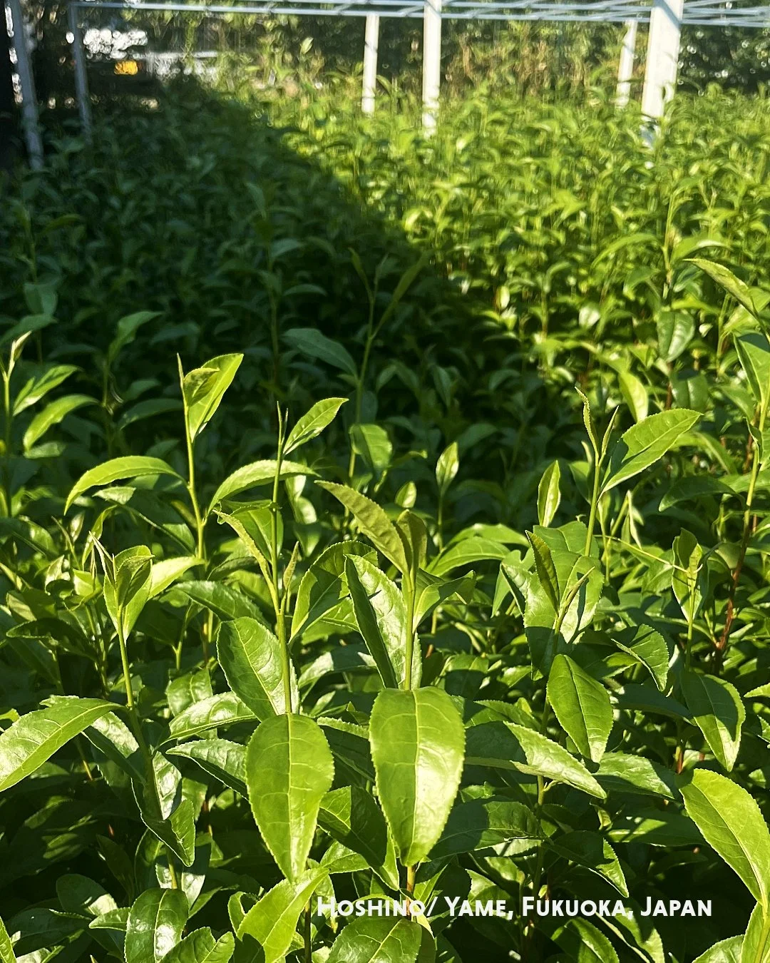 🌱 Kabusecha und Gyokuro werden vor der Ernte beschattet, teilweise auch besondere Sencha. Das sorgt f&uuml;r mehr S&uuml;&szlig;e, Umami und weniger Bitterkeit im Tee.

📅 N&auml;chste Tastings am 01.02.
🕛 Einstieg in die japanische Teekultur
🕝 Sp