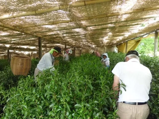 Limited - Shincha Tasting