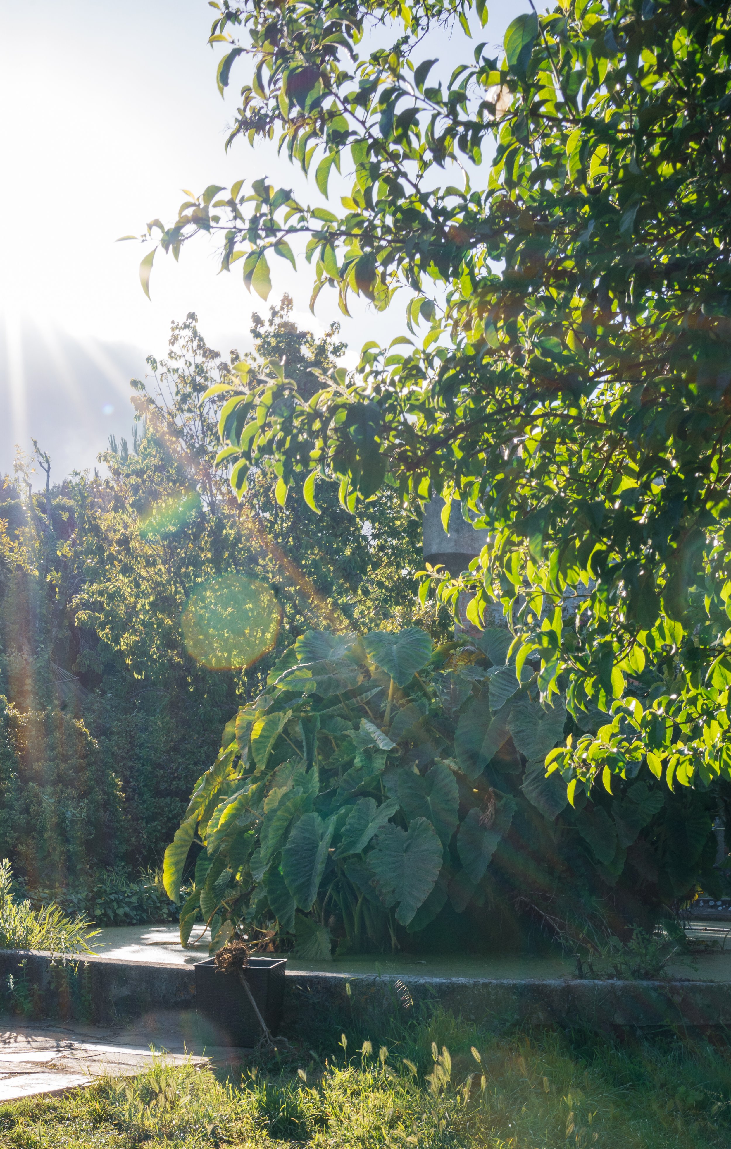 Sunlight shining through a lush green tree in a garden with various plants and a stone border.