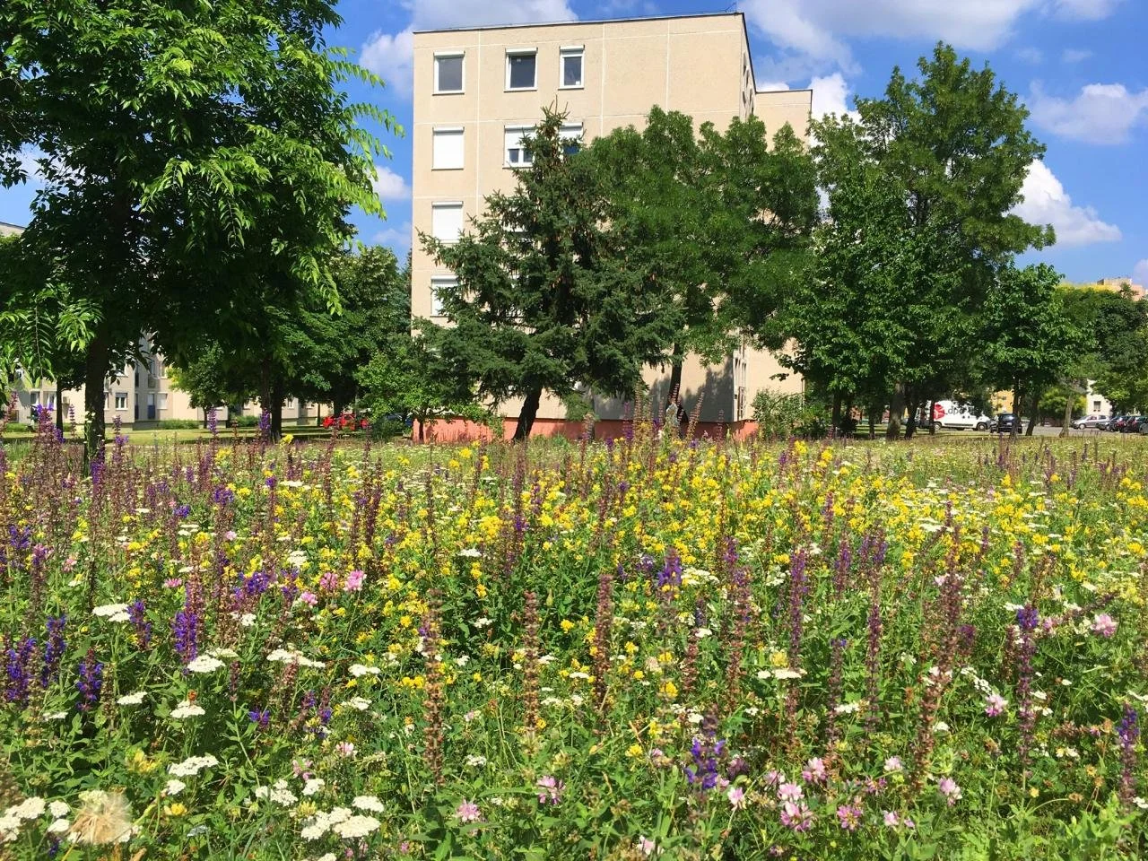 Dette d’extinction en ville : comprendre et agir pour la biodiversité urbaine