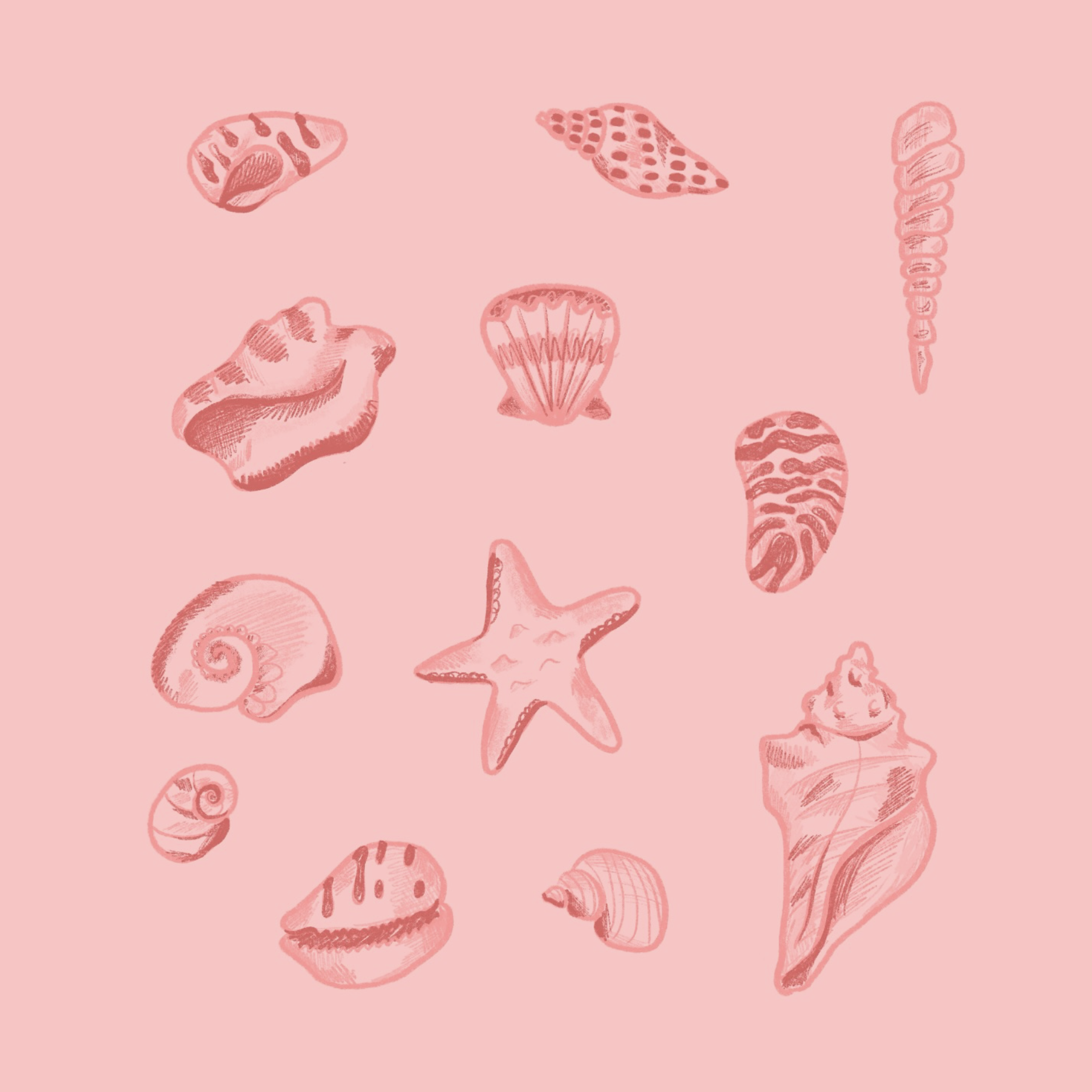 Sea Shells.png