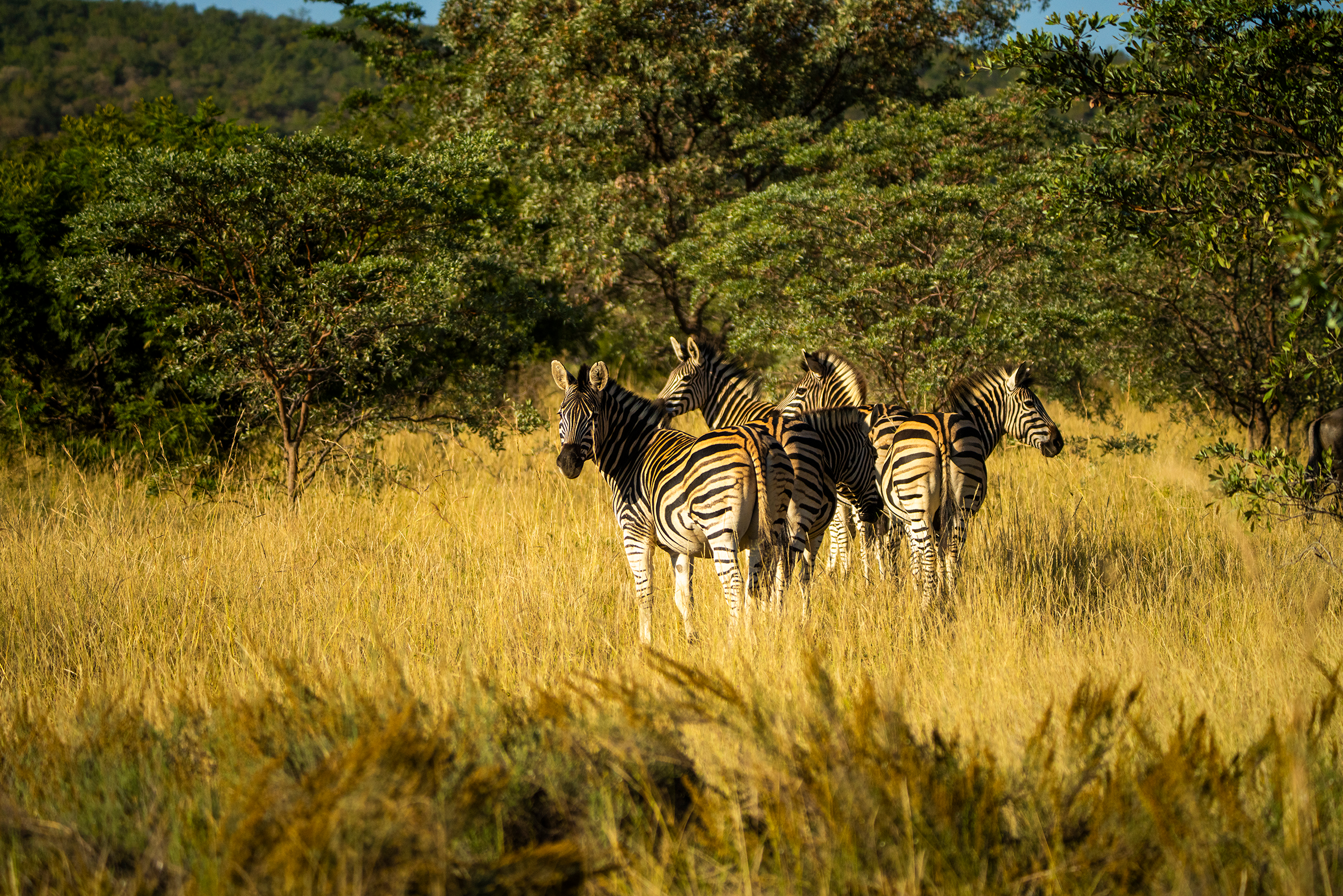 Zebra flokk 1.png