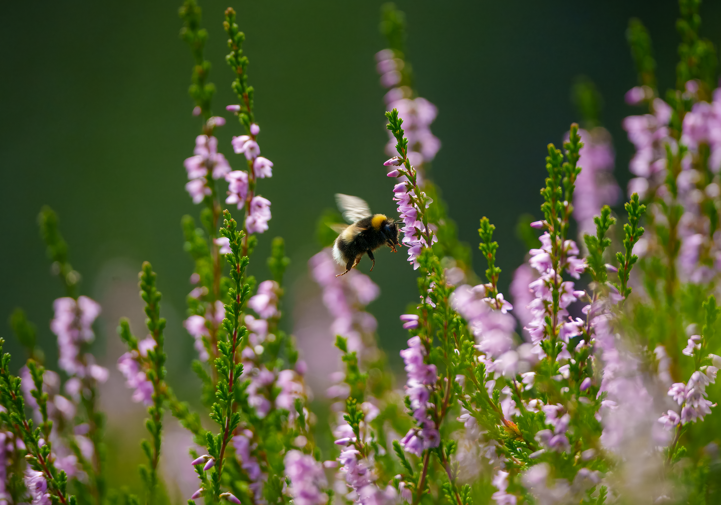 Humle i Røsslyng.png