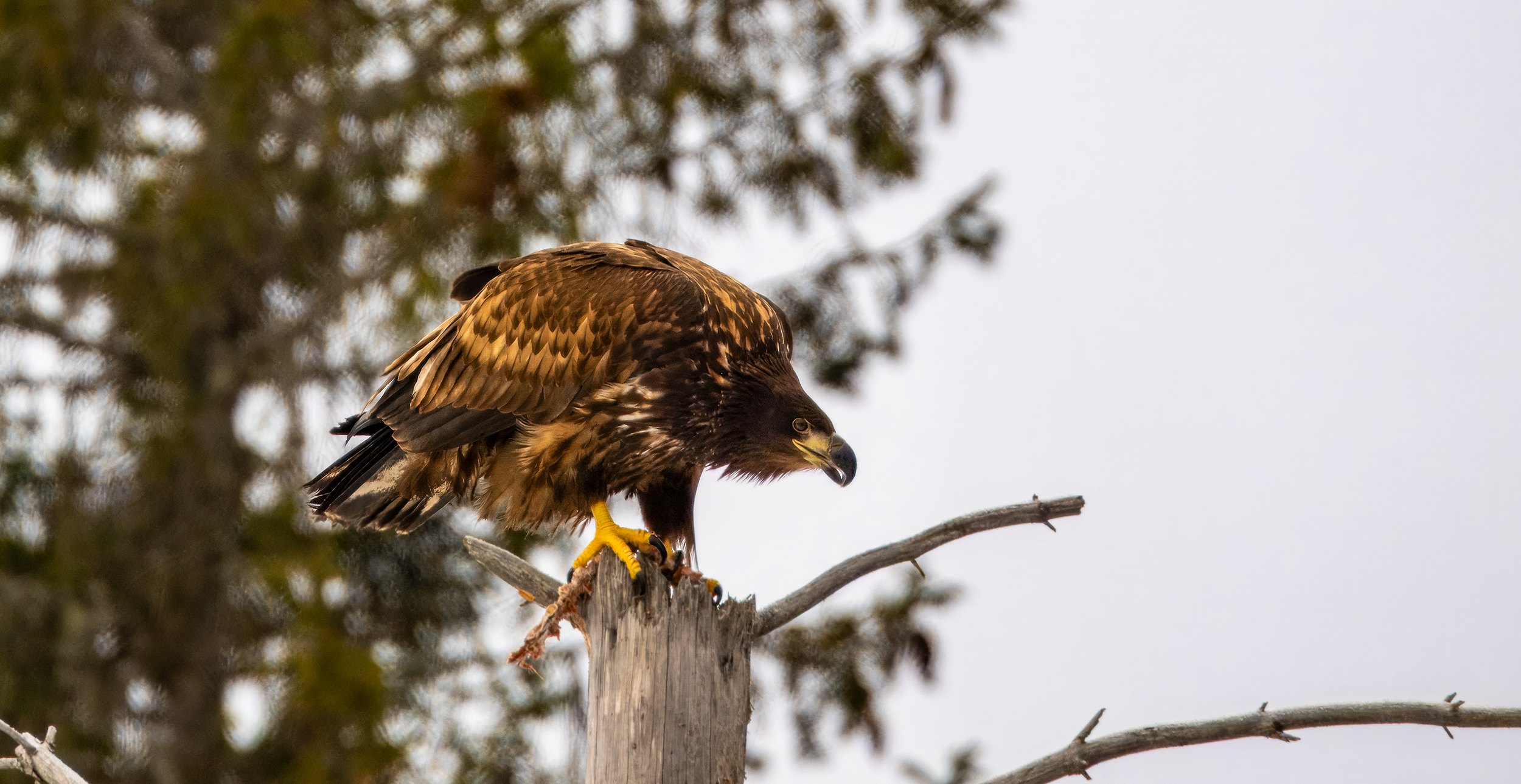 Havørn Vestbygda 2025 1.png