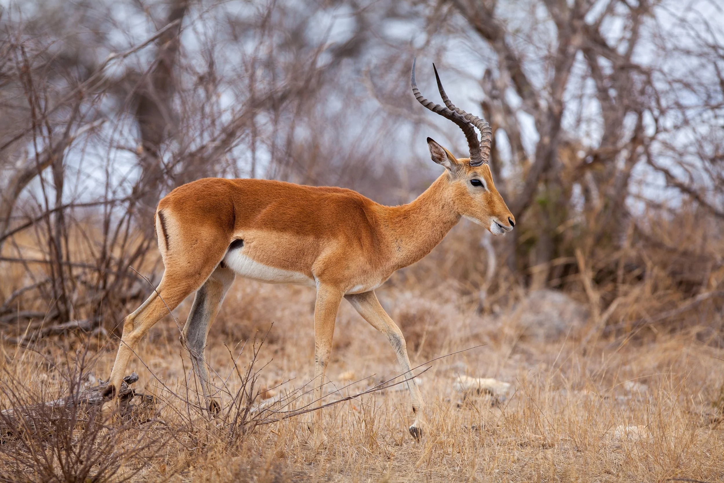 Impala Kruger.jpg
