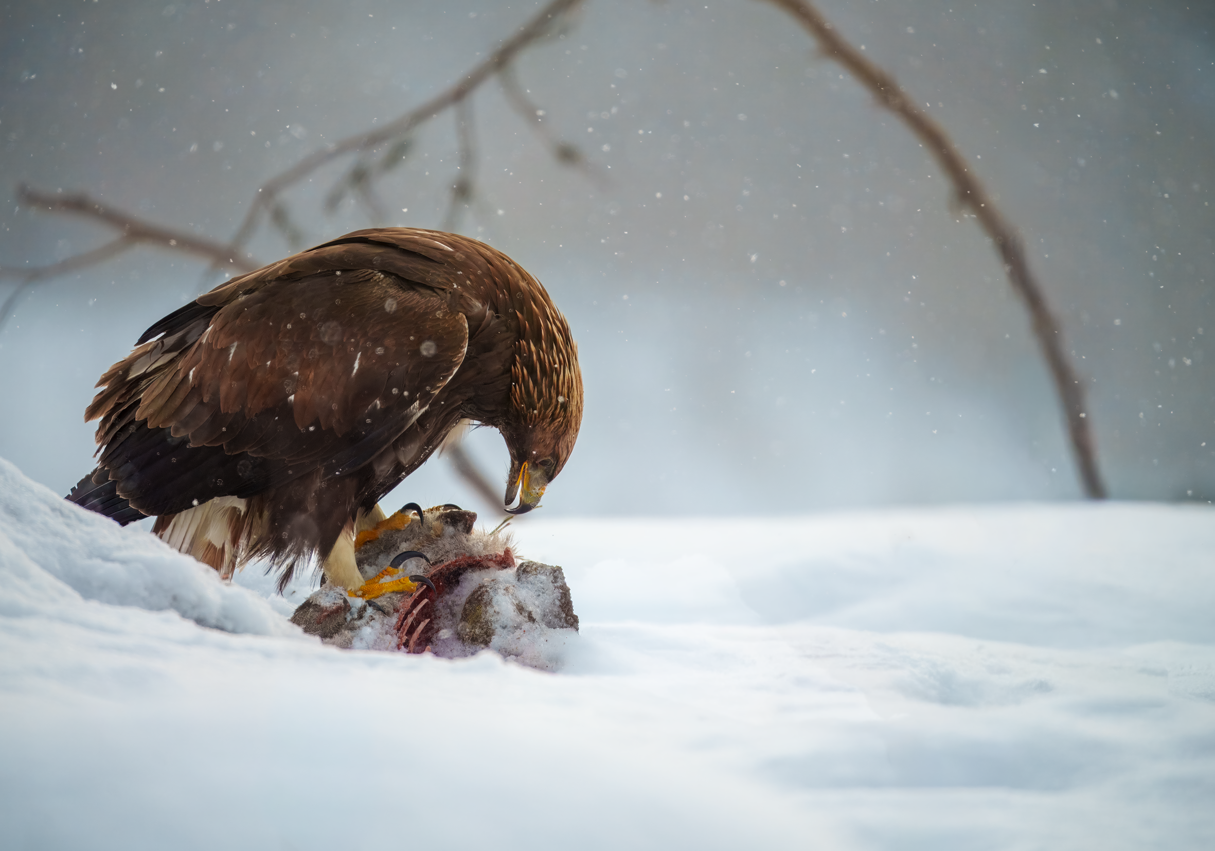 Kongeørn åte 1.png