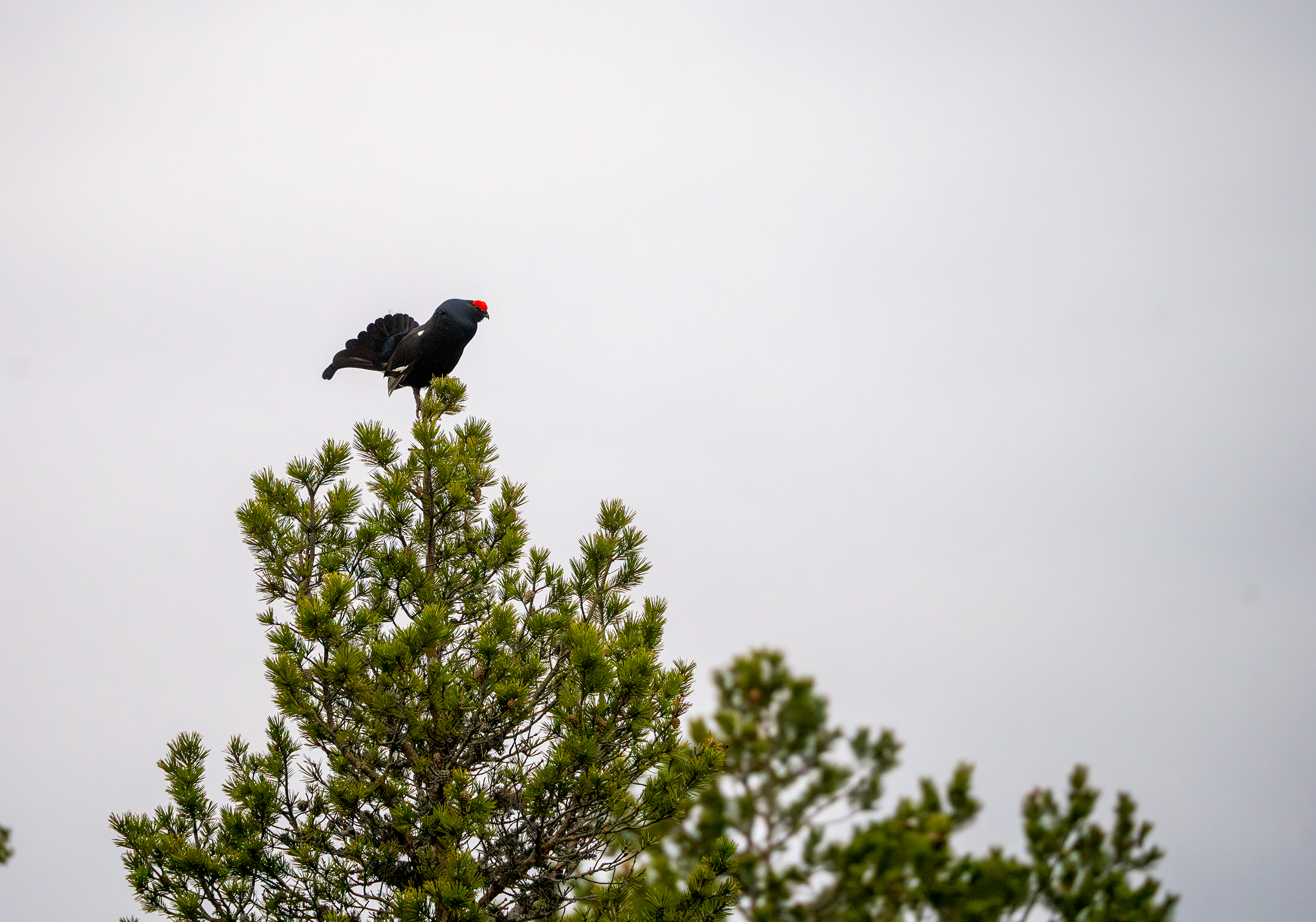 Orrhane i topp 2.png