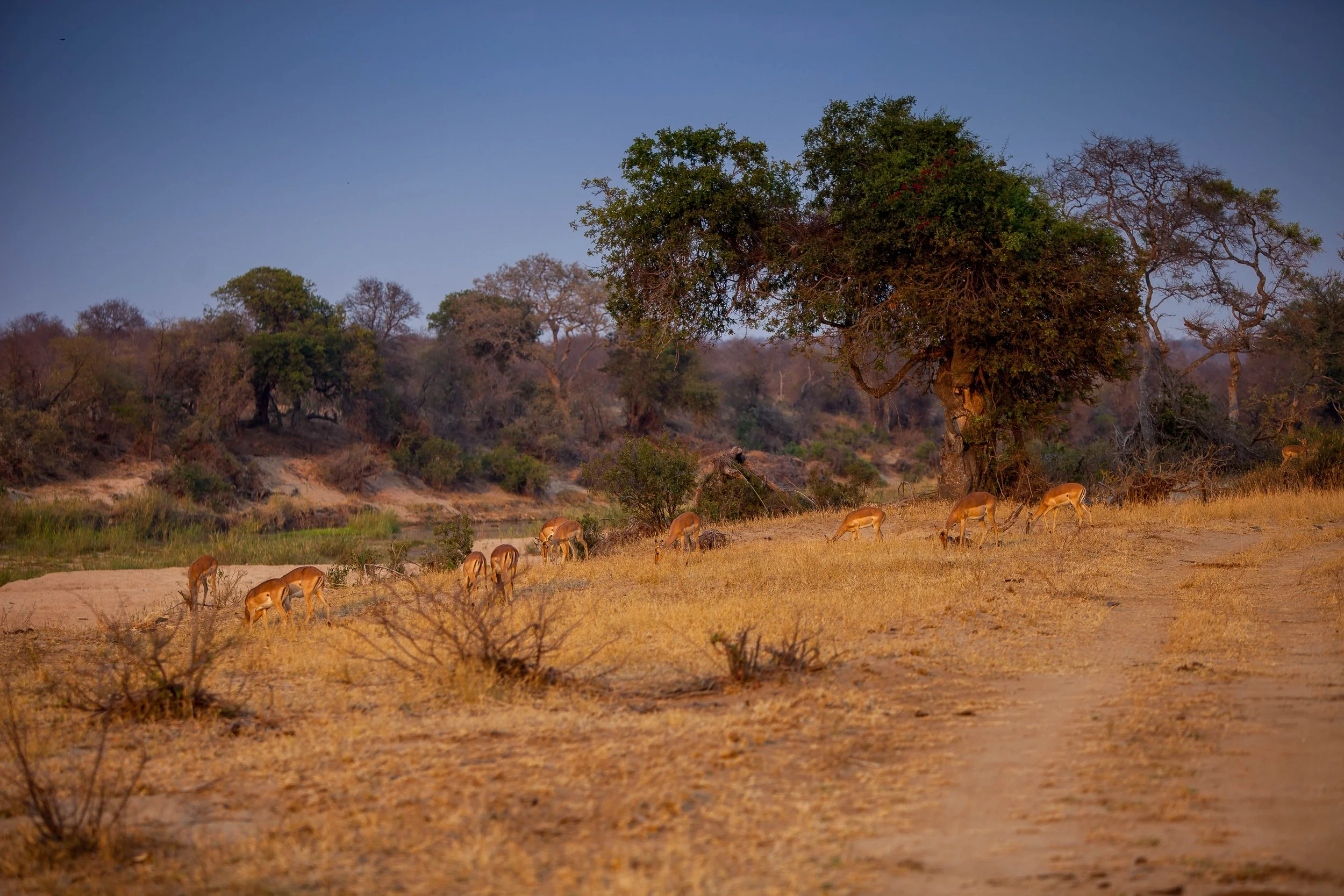 nDzutiImpalasScenery01.jpeg