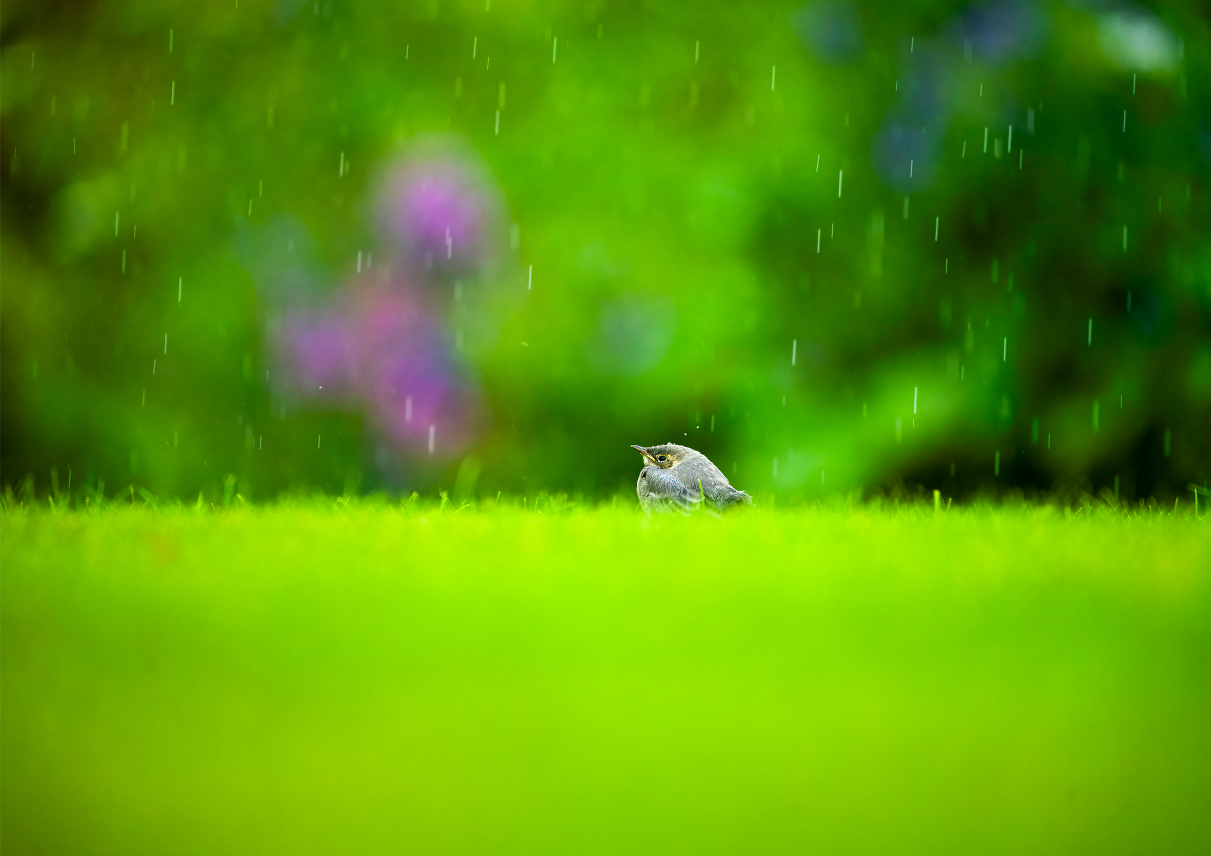 Linerleunge i hagen 2.png