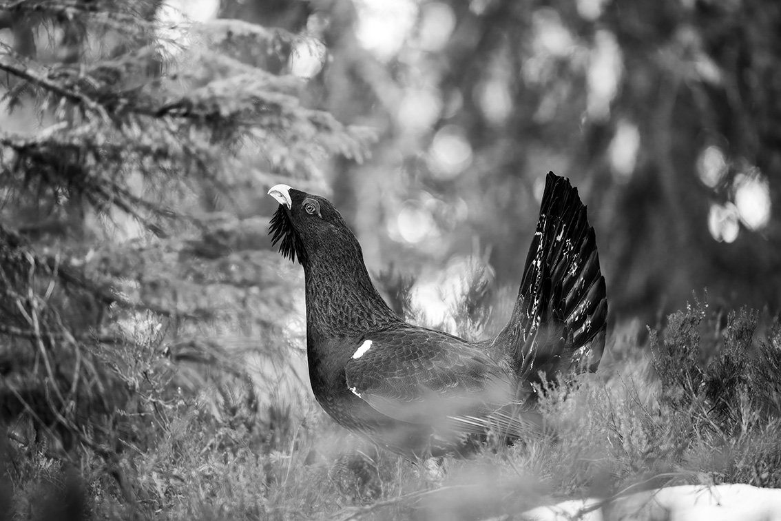 Tiur Svartberget b&w.jpg