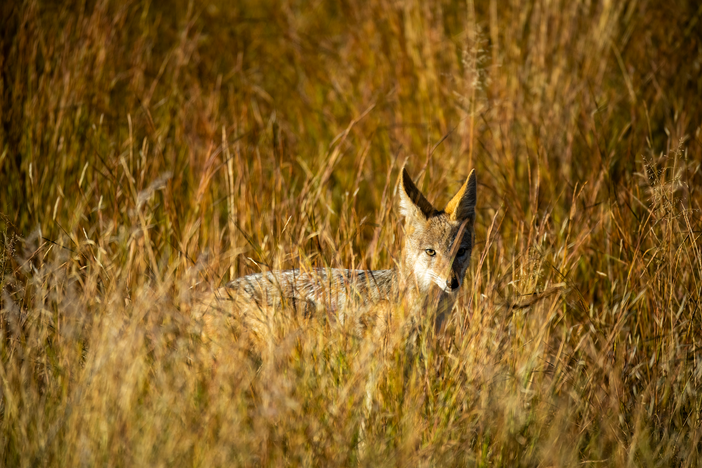 Blackbacked Jackal.png