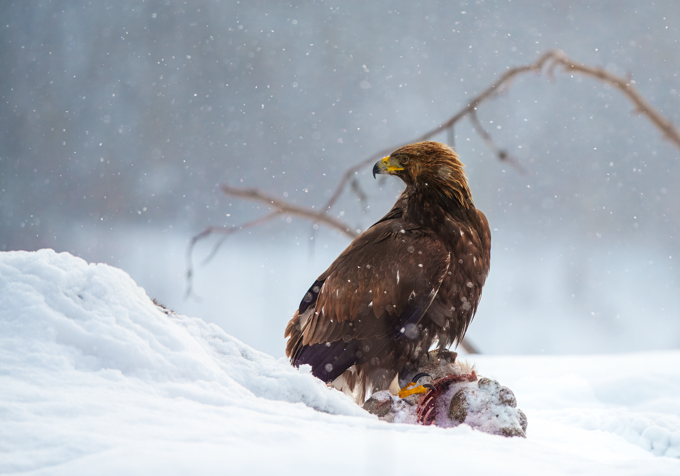 Kongeørn åte 2.png