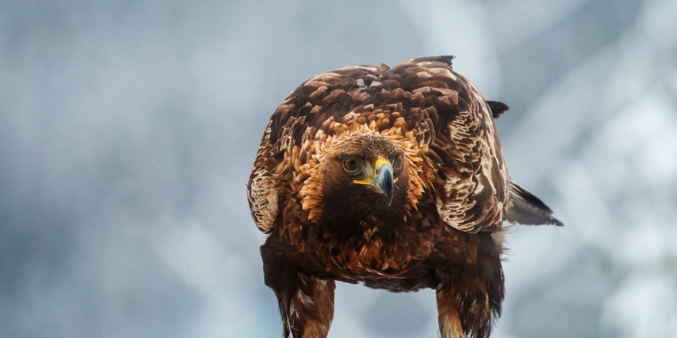 Kongeørn portrett 1.png