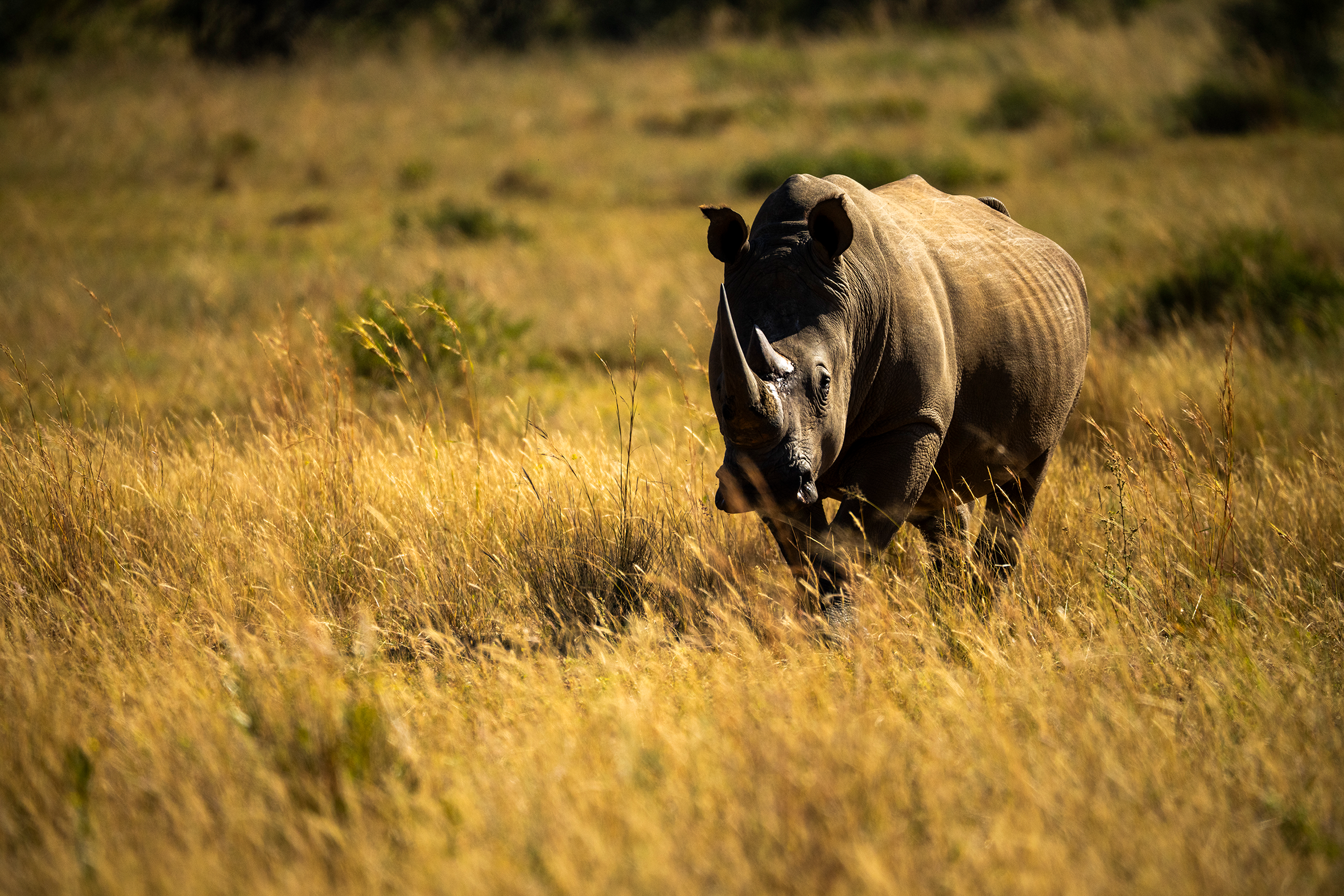 Hvitt nesehorn 2.png