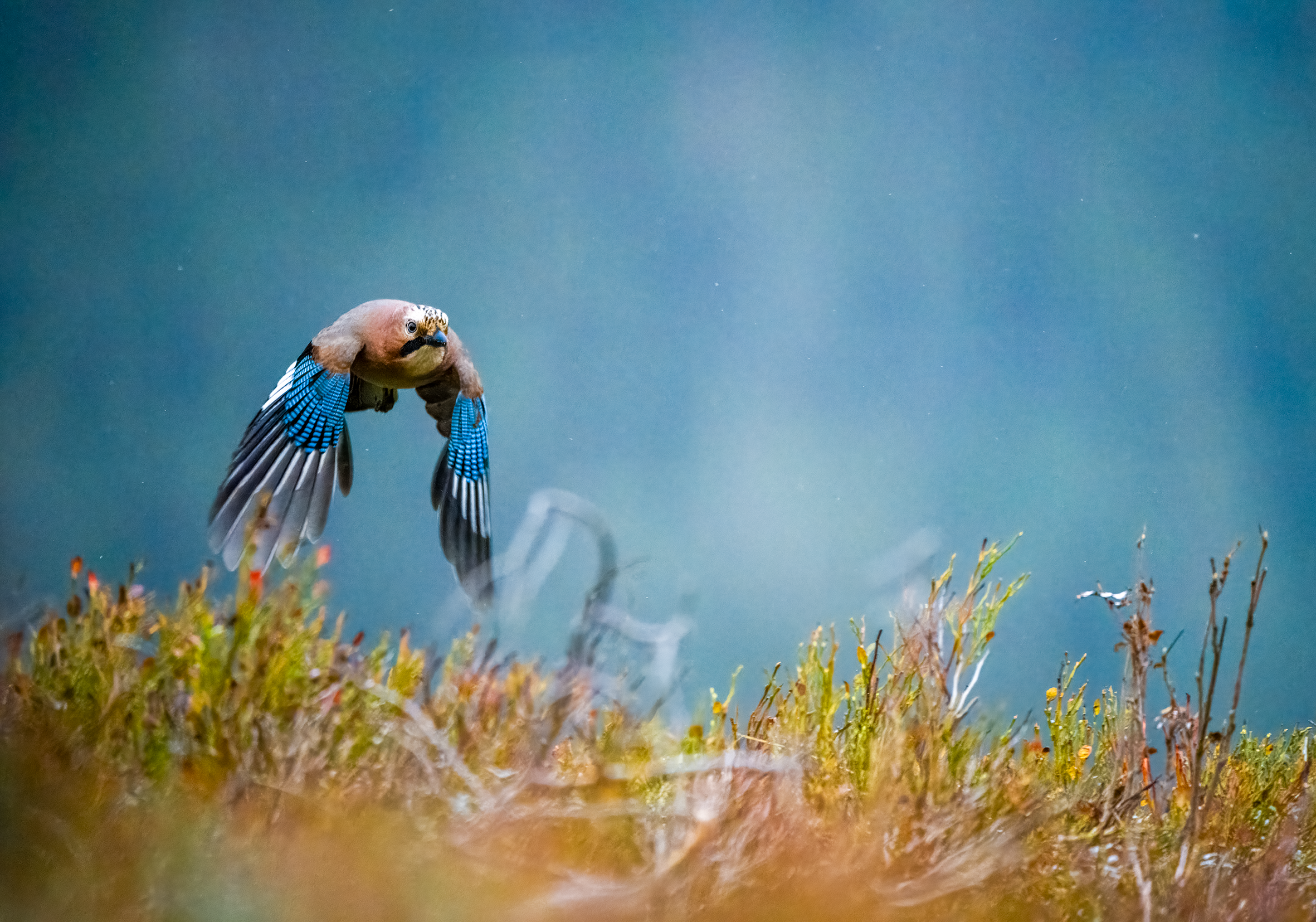 Nøtteskrike i flukt Geithaugen