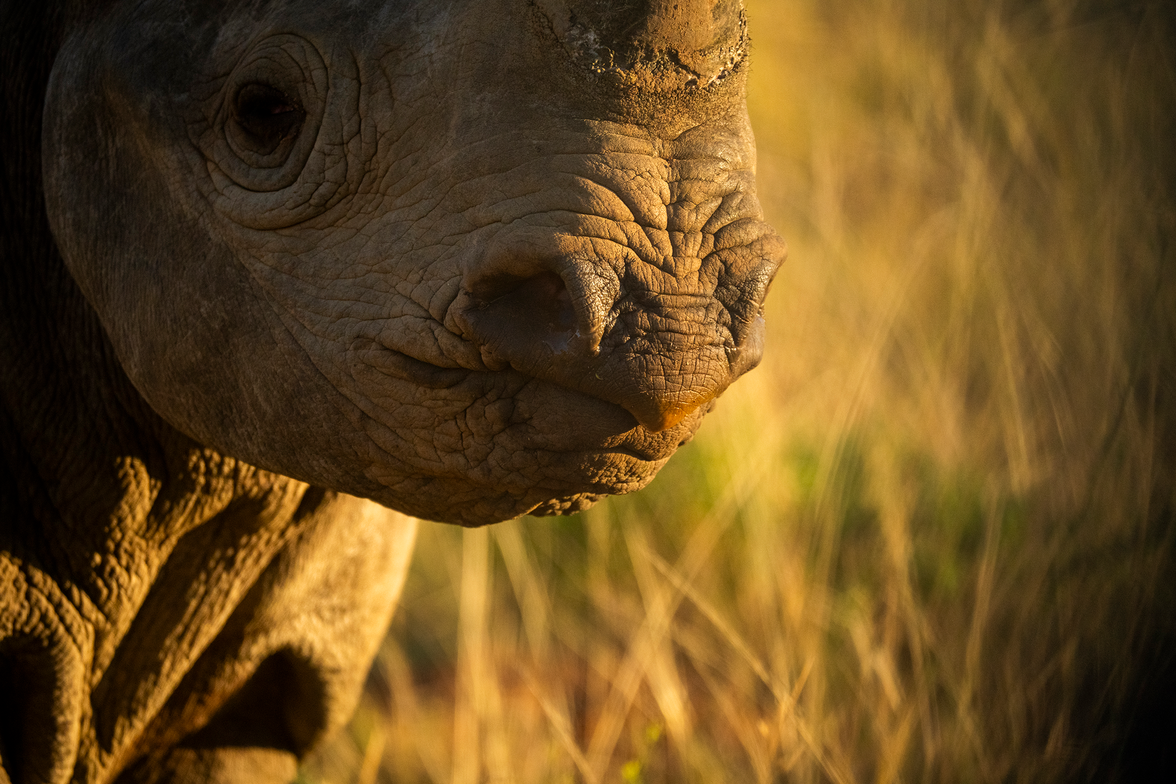 Sort nesehorn close up 2.png