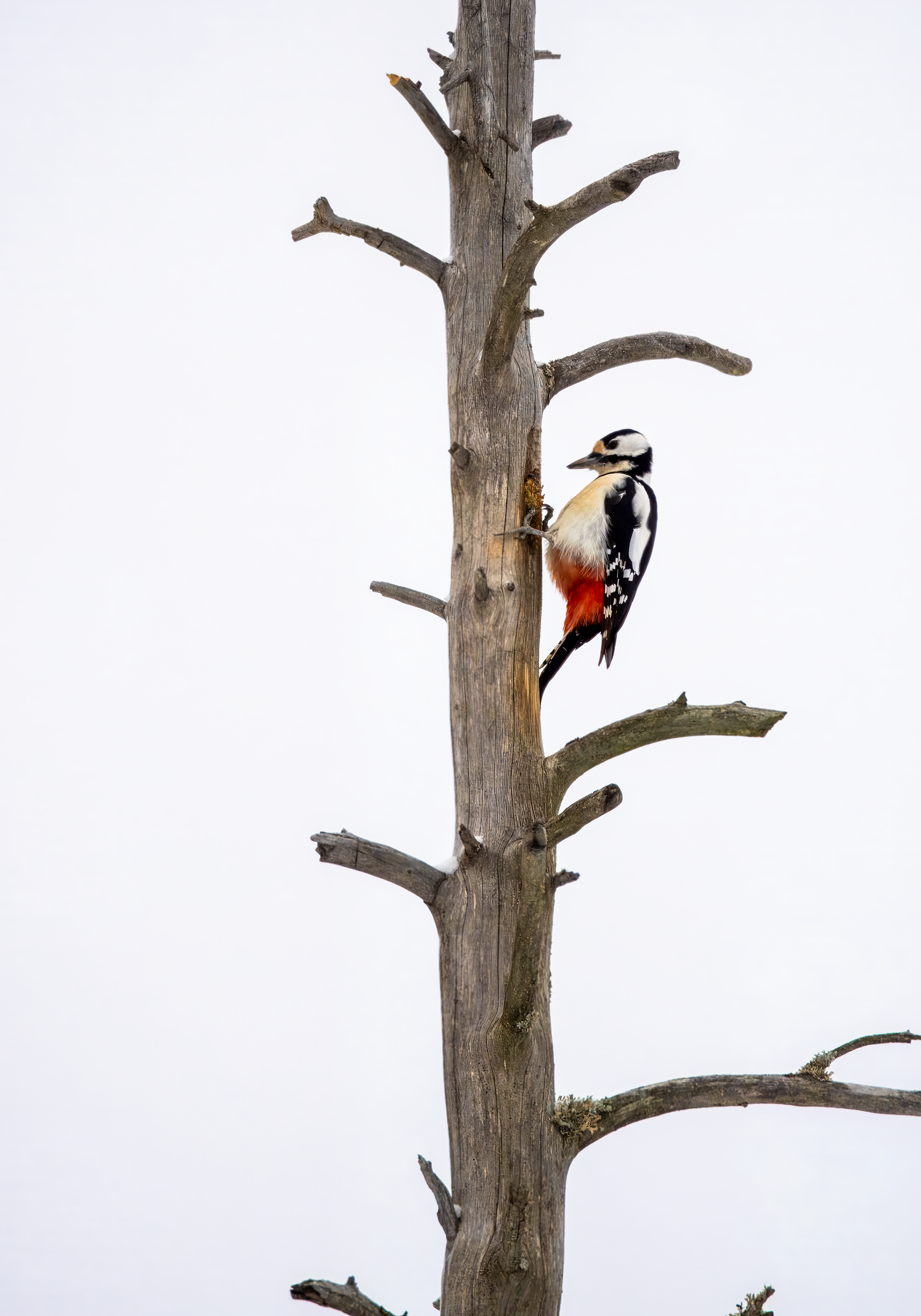 Flaggspett Bjørgeseter