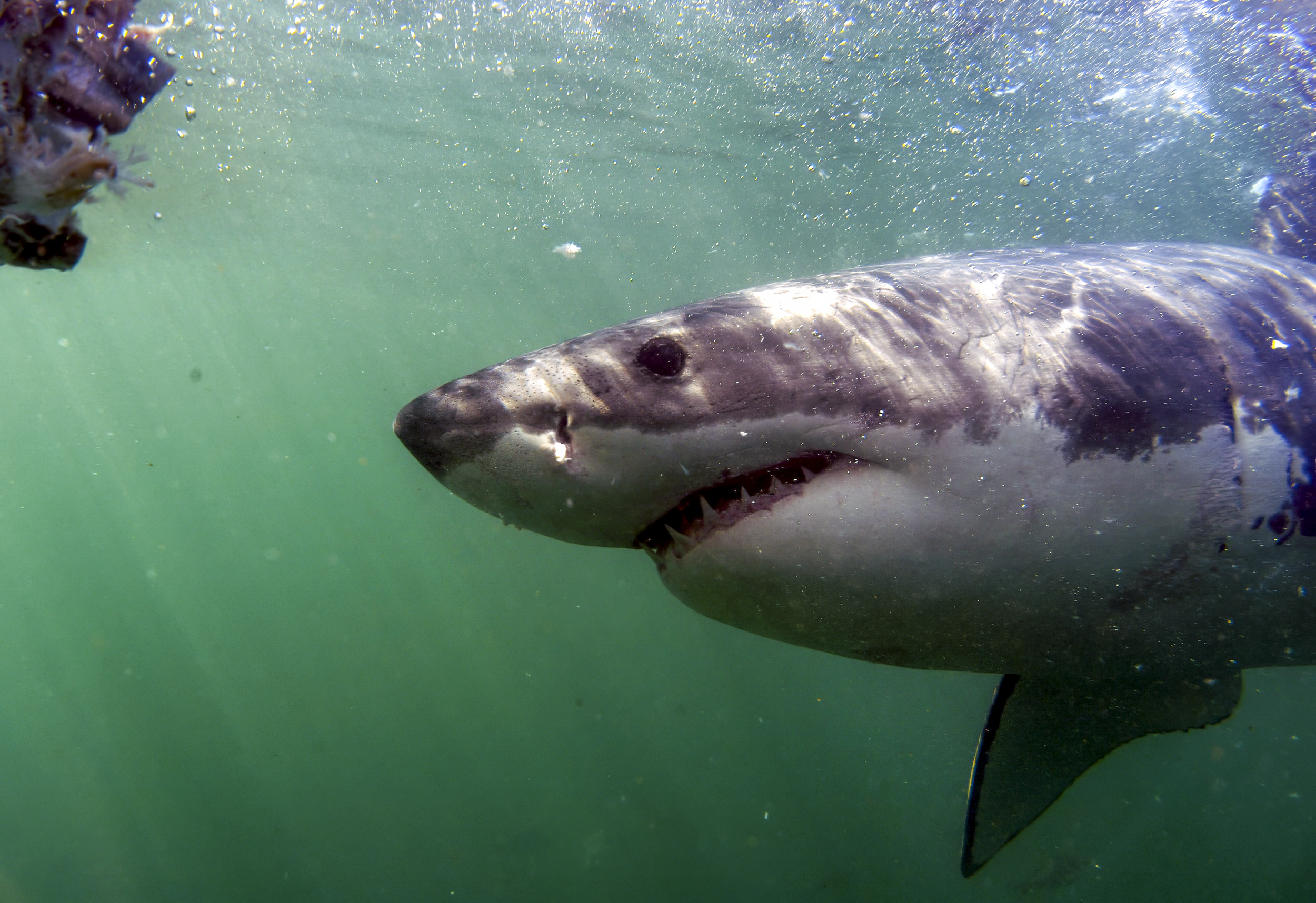 GreatWhite45_1-2.png