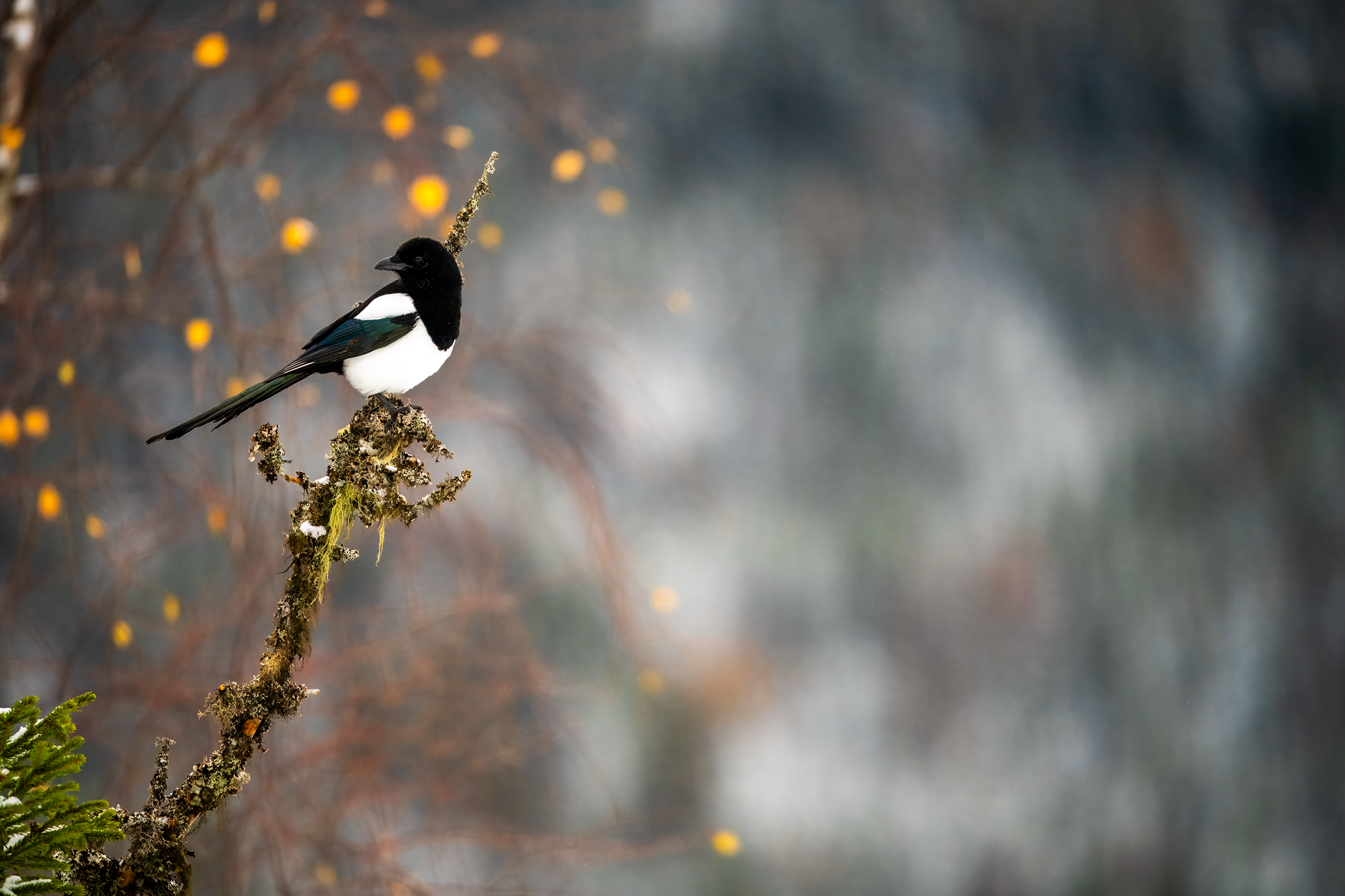 Skjære Geithaugen 1.png