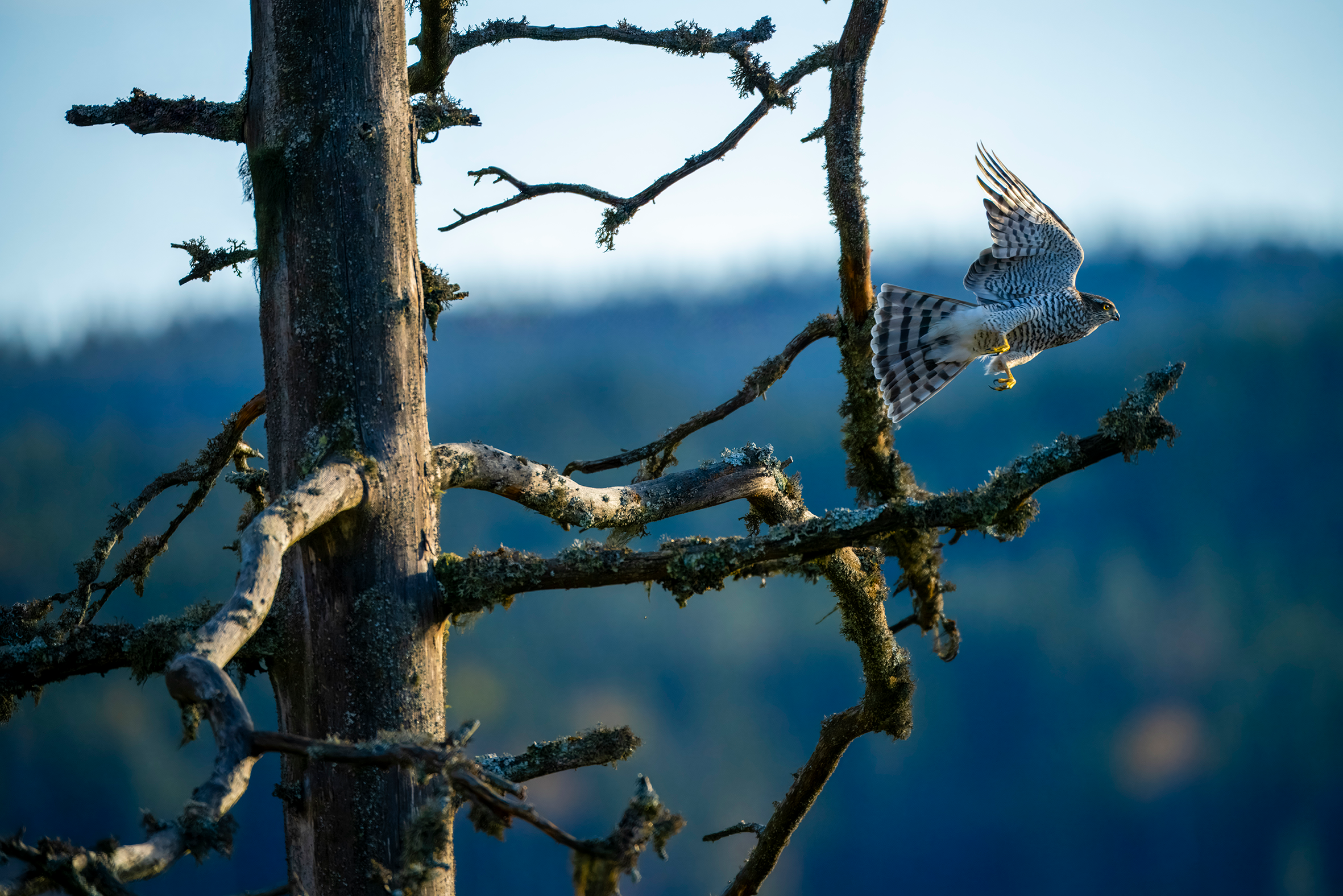 Spurvehauk Romeriksåsen
