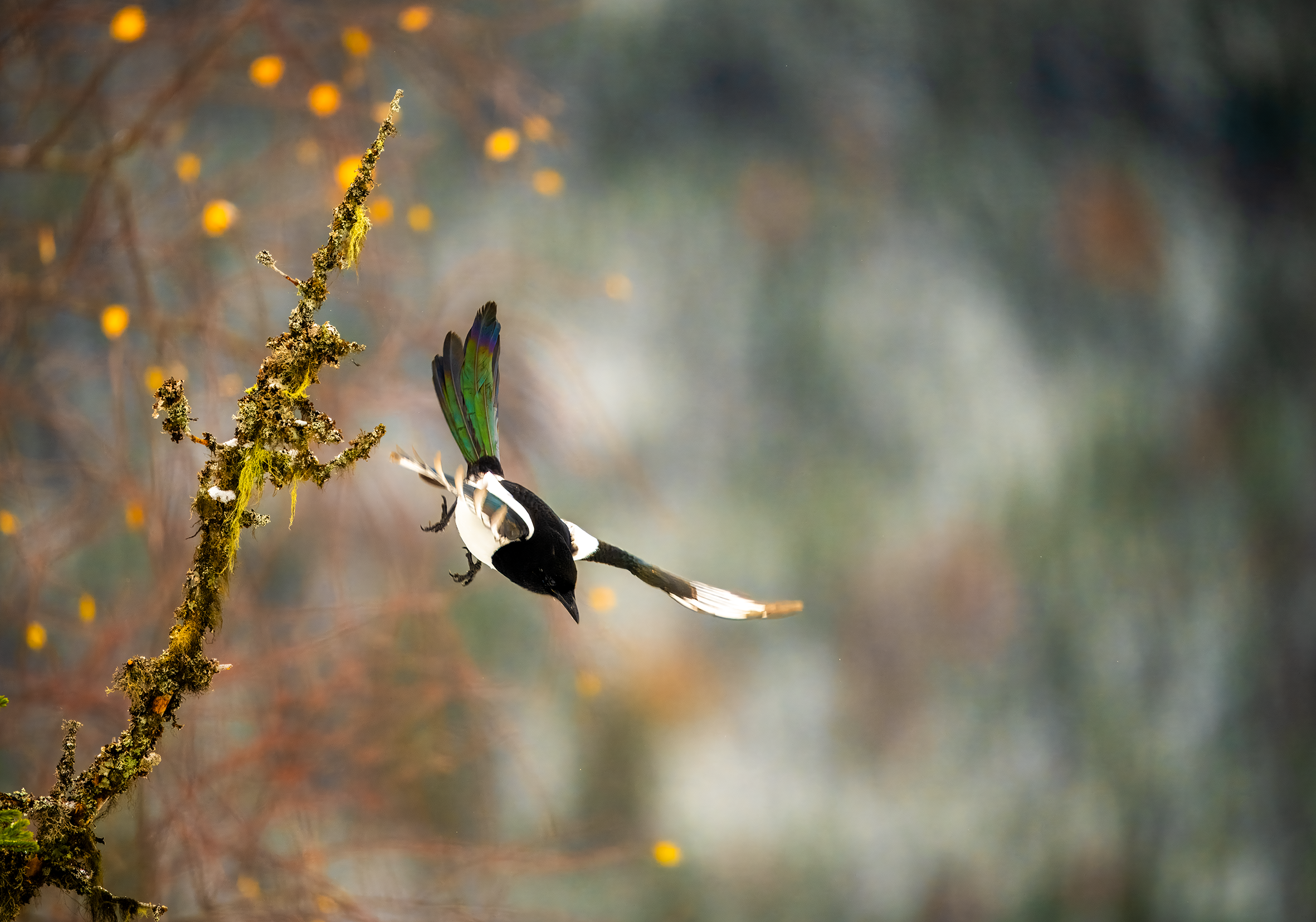 Skjære Geithaugen 2.png