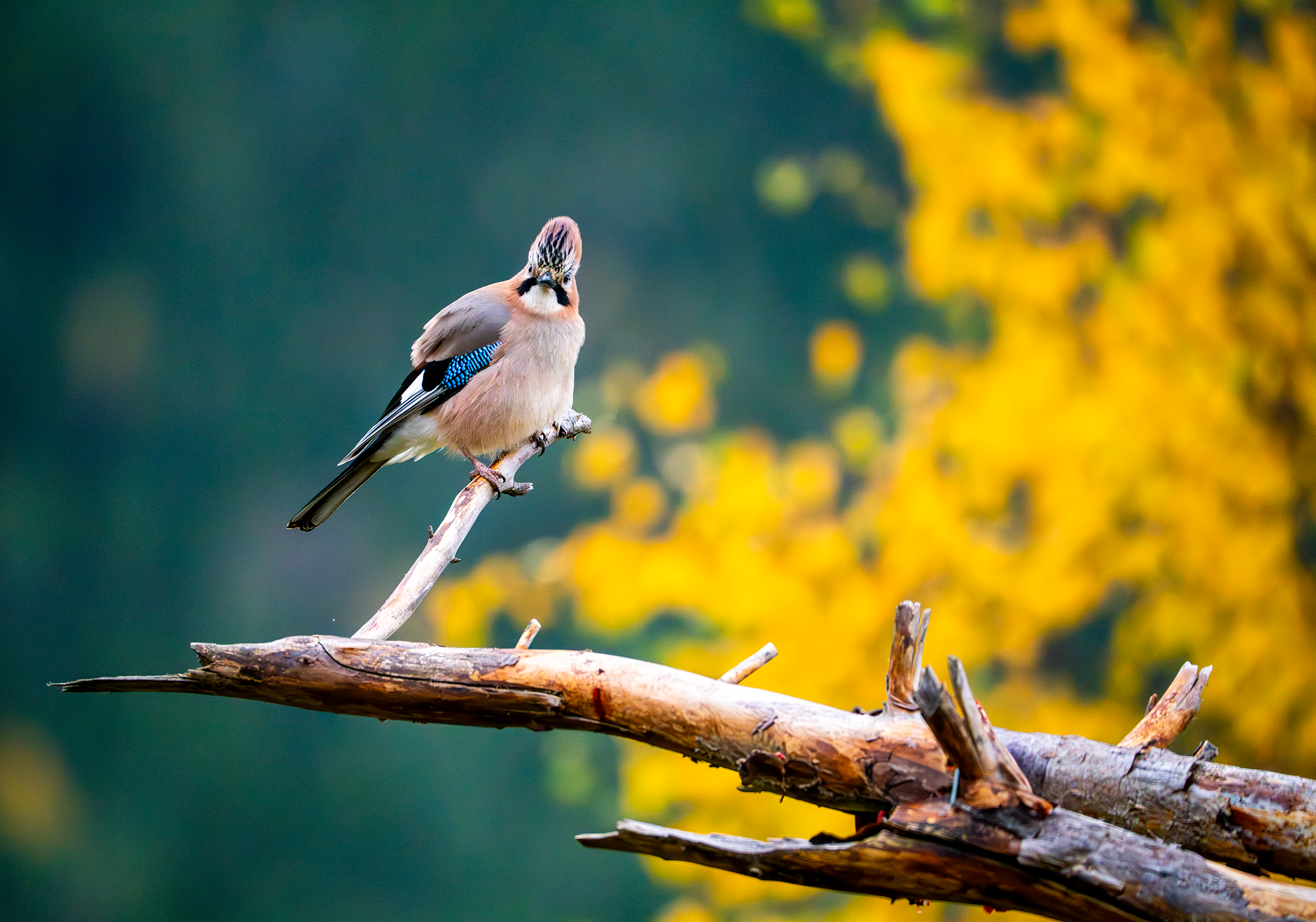 Nøtteskrike Harestua 3.png