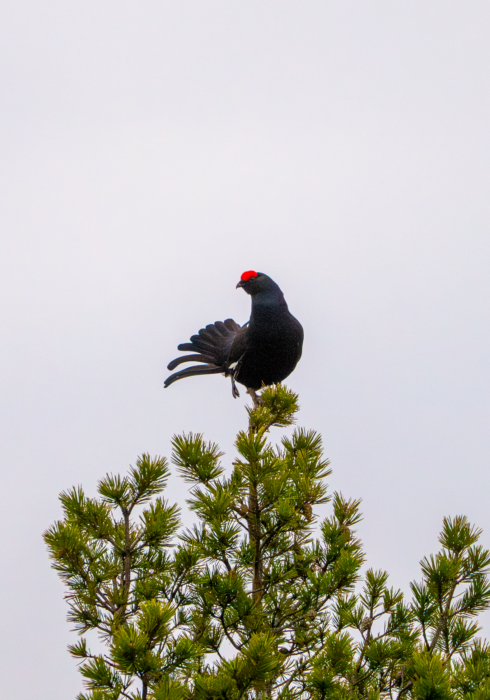 Orrhane Nyseterbrenna