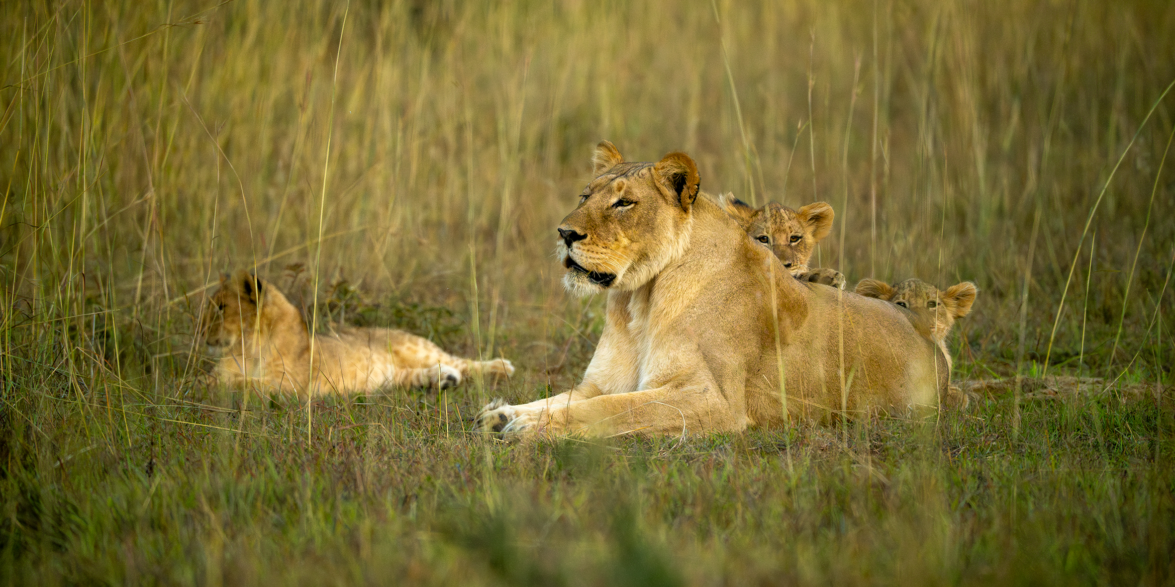 Løvinne with cubs.png