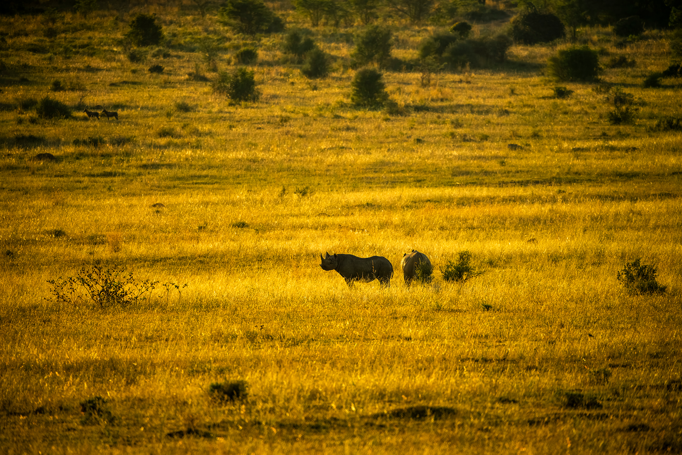 Sorte nesehorn Entabeni Sør-Afrika.png