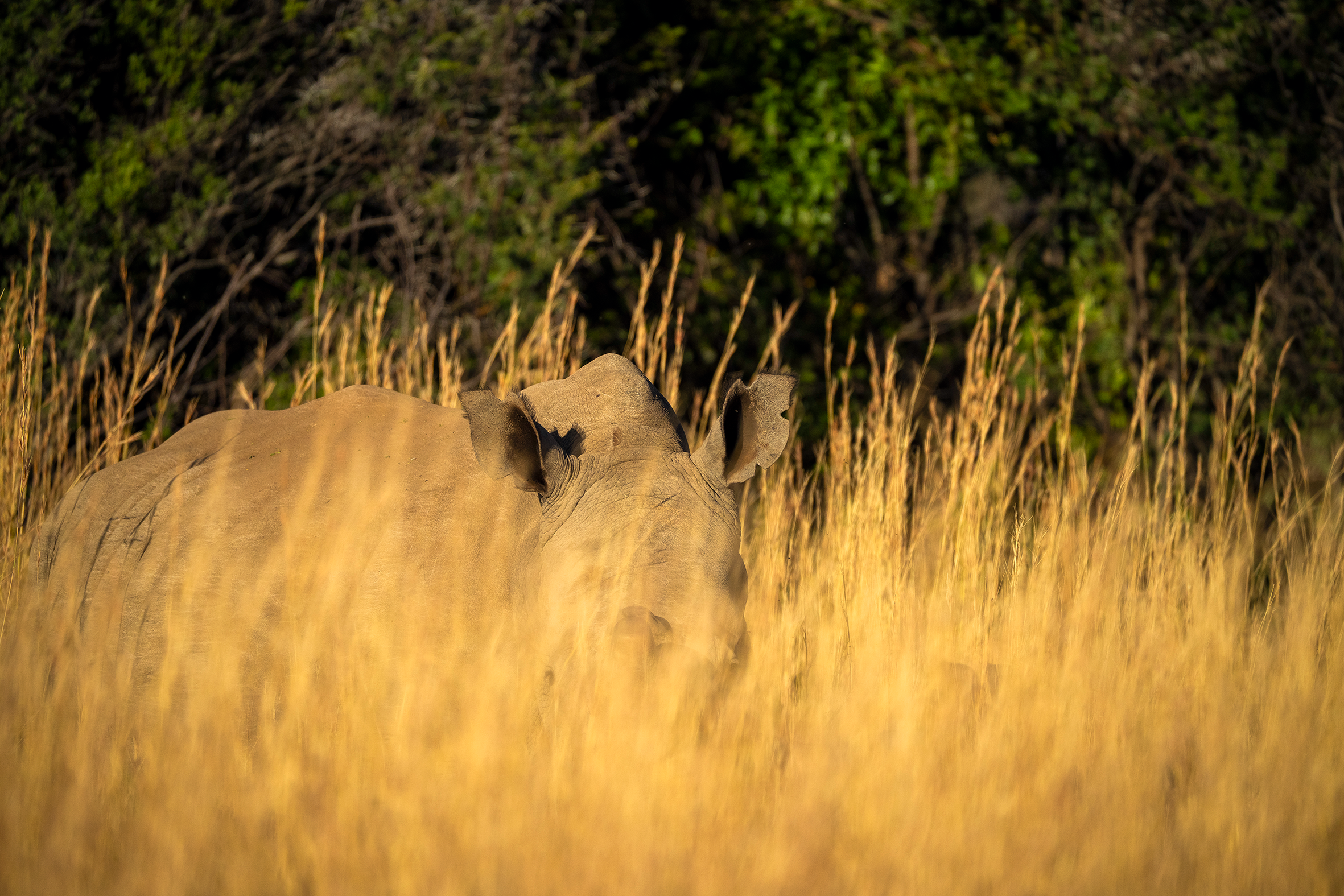 Nesehorn skjult i gresset.png