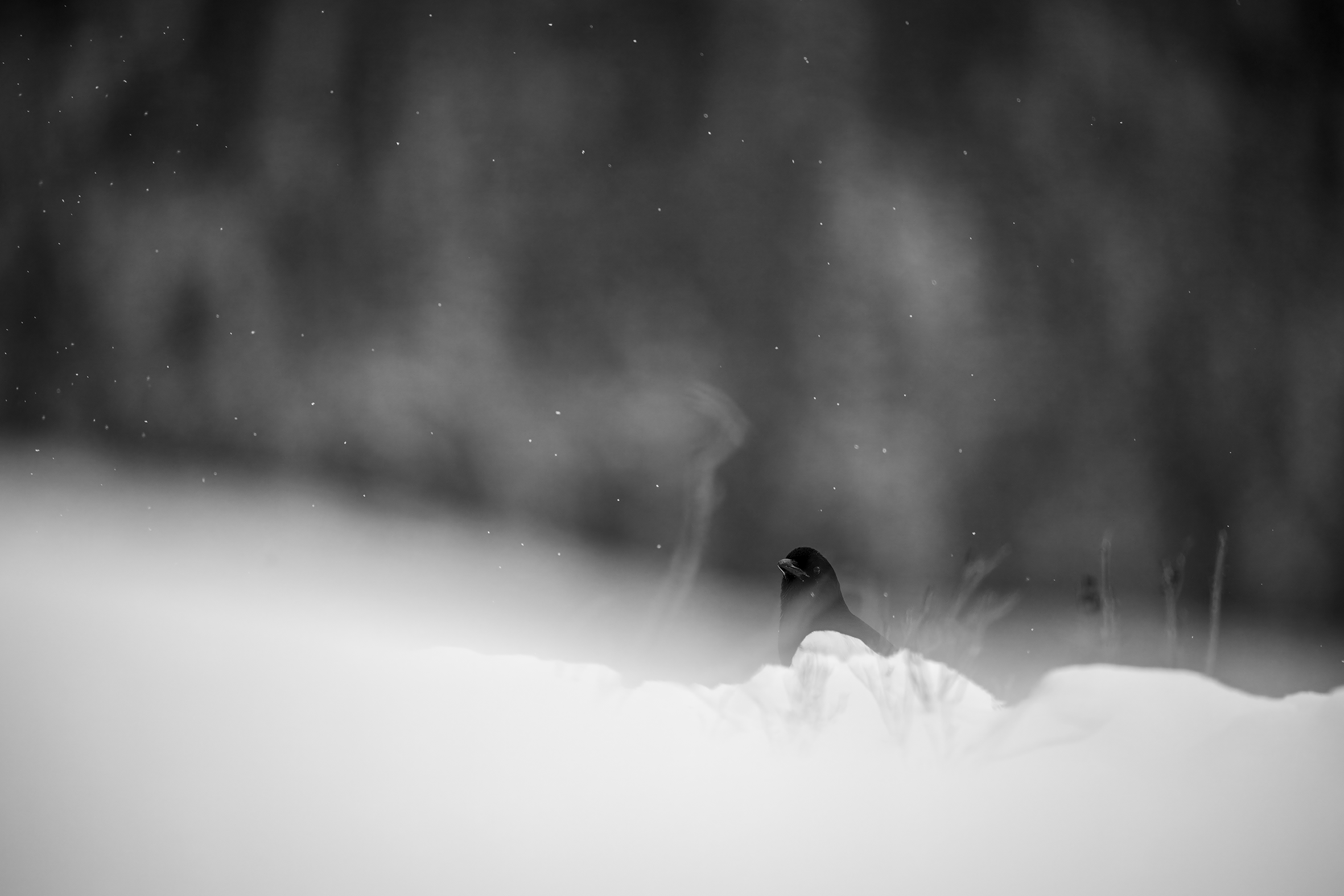 Skjære Geithaugen B&W.png