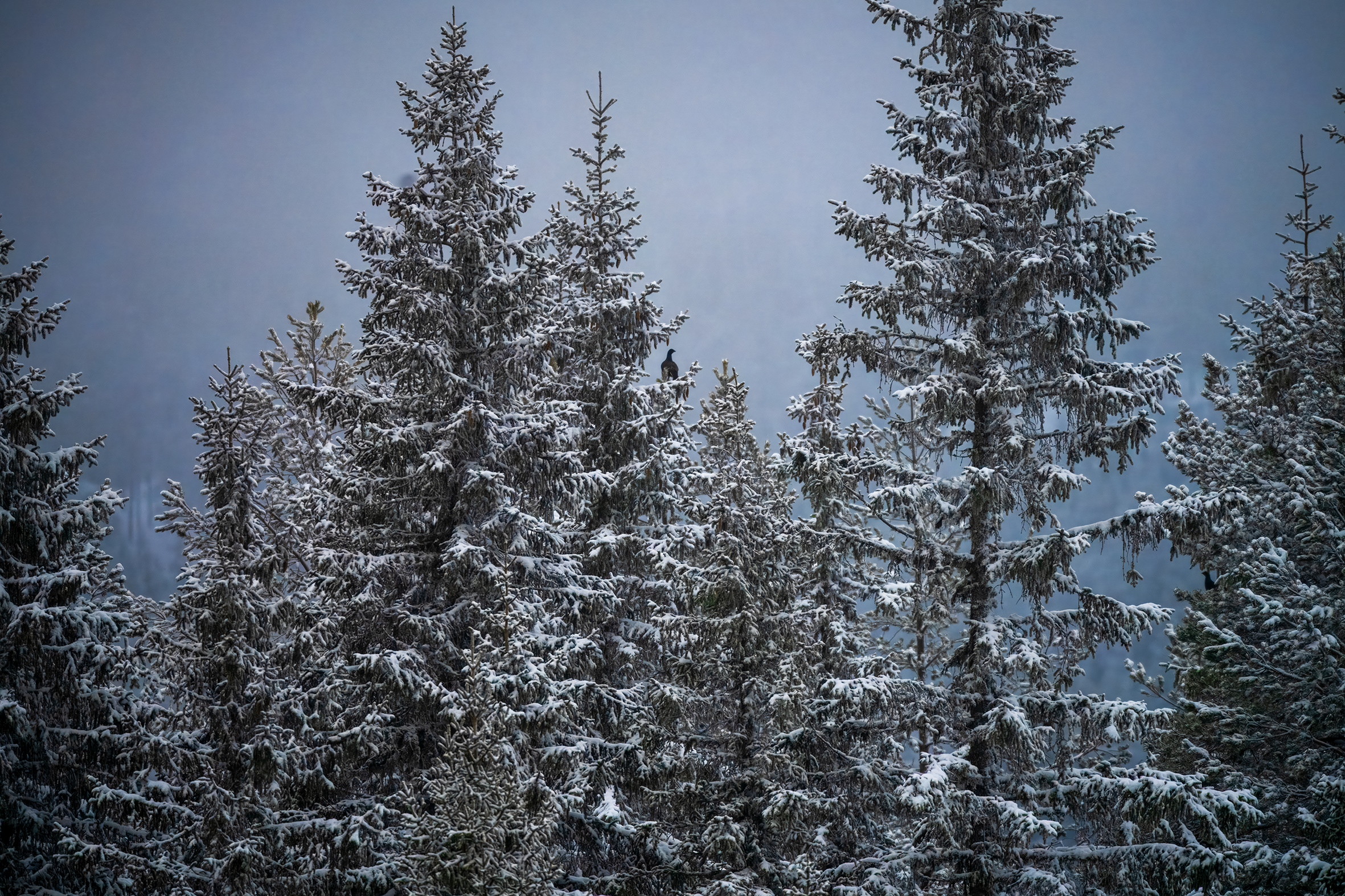 Orrfugl Fjellsjøhøgda